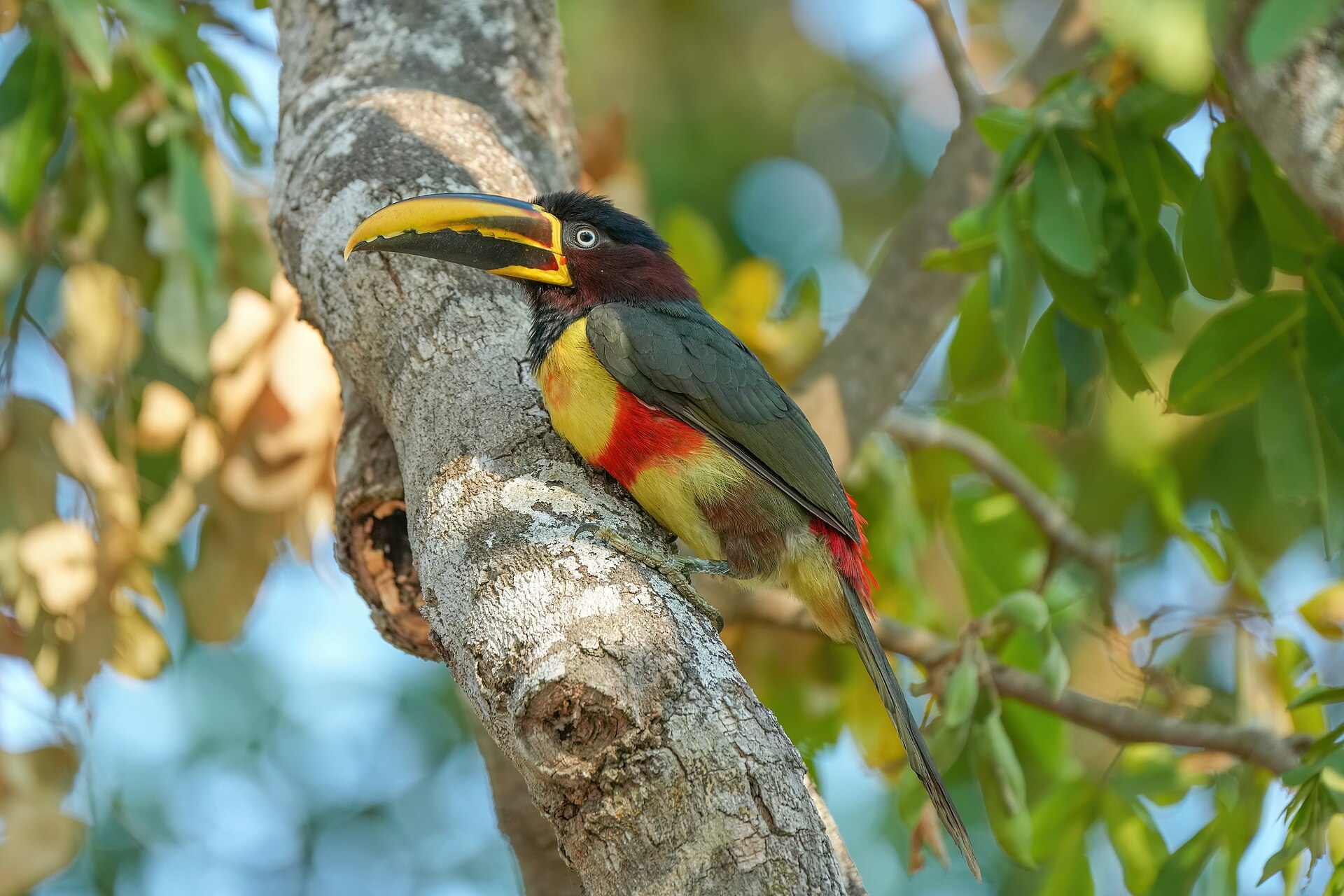 Chestnut-eared Aracari (Pteroglossus castanotis)