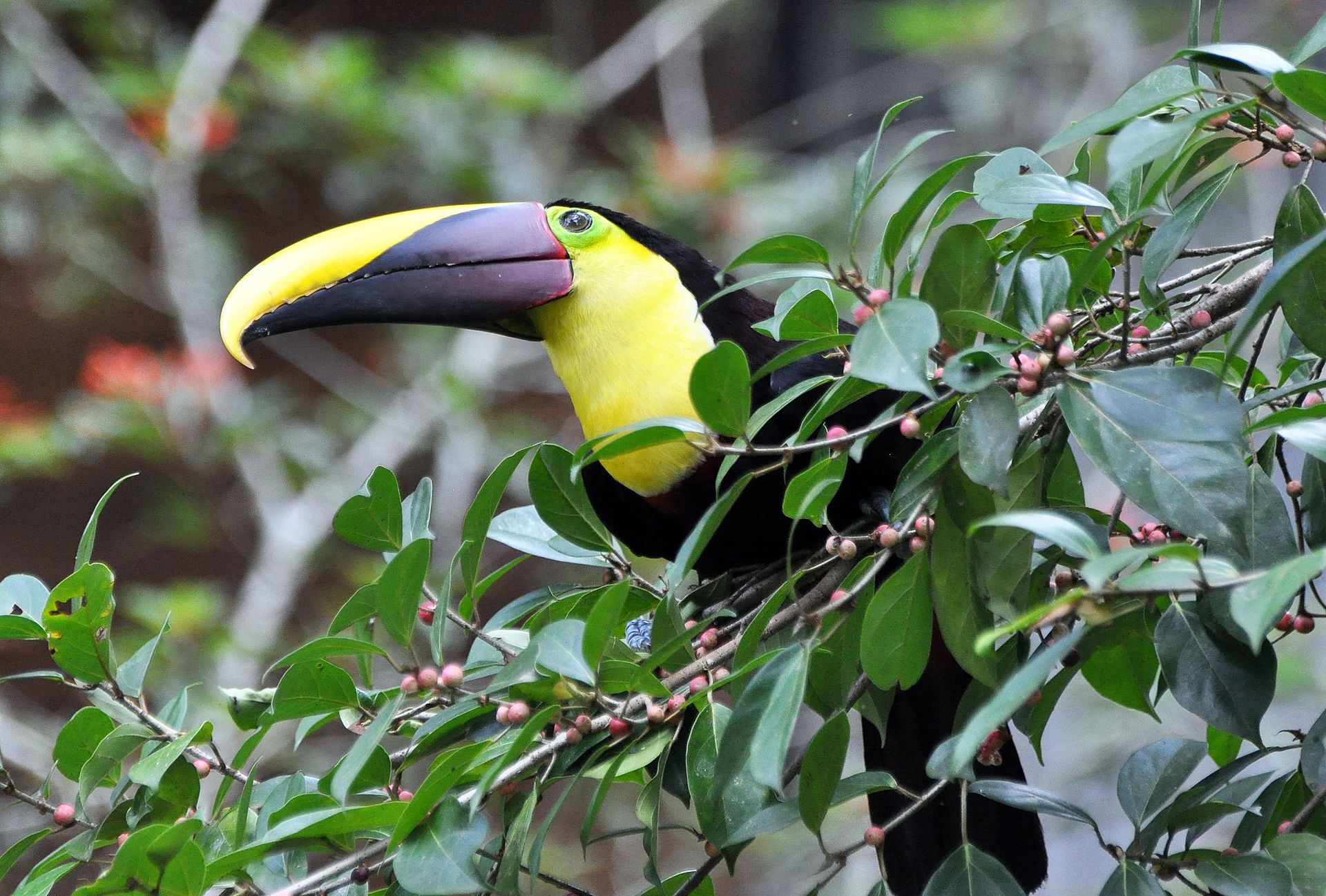 Chestnut-mandibled Toucan Chestnut-mandibled Toucan ()