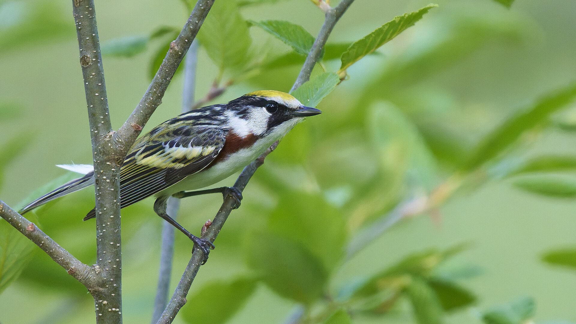 Chestnut-sided Warbler Chestnut-sided Warbler ()