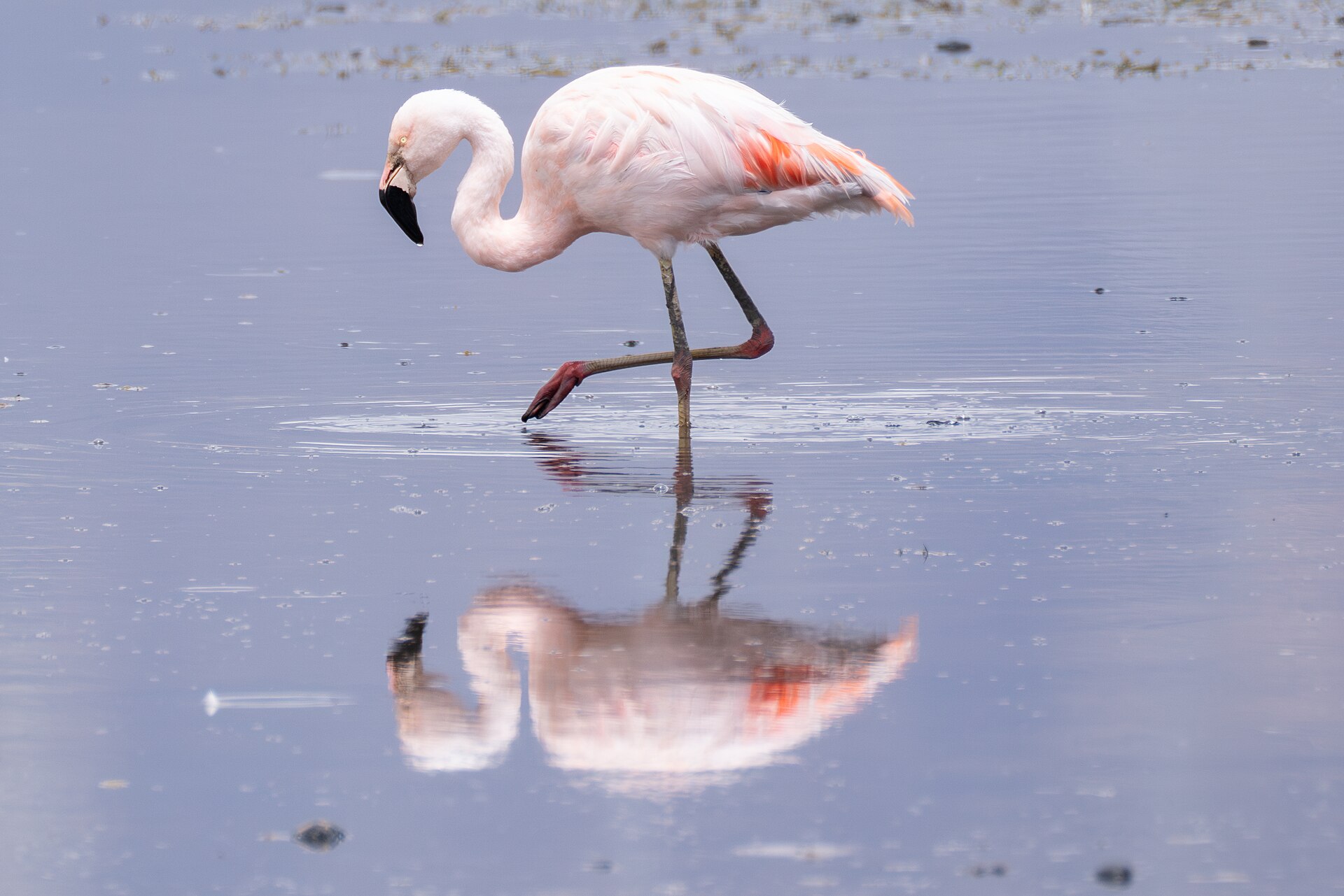 Chilean Flamingo (Phoenicopterus chilensis)