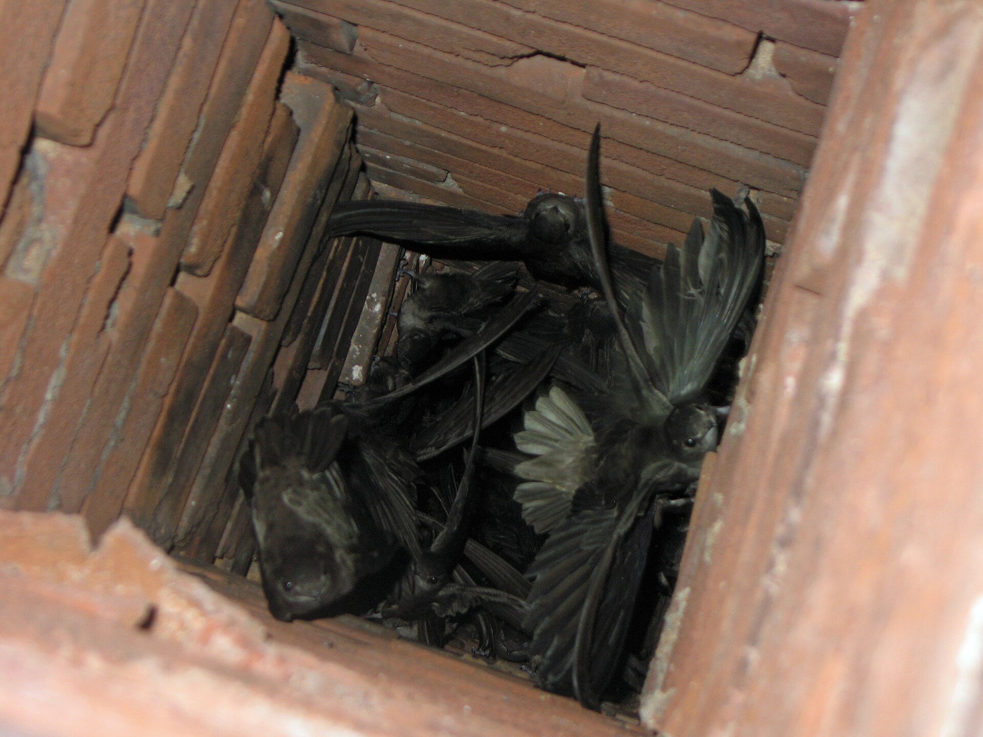 Chimney Swift Chimney Swift (Chaetura pelagica)