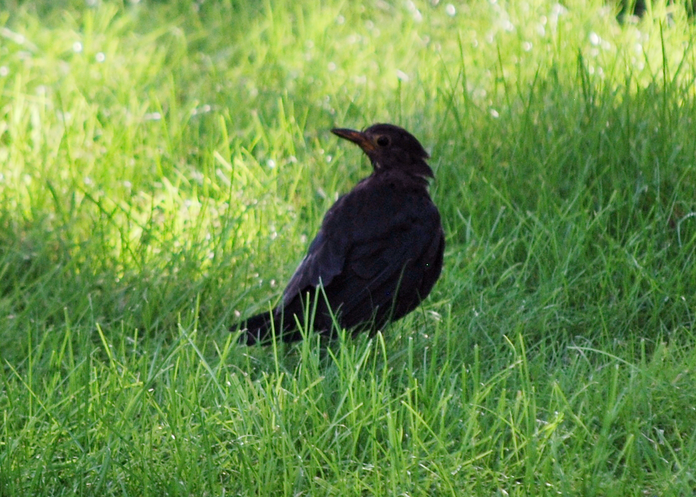 Chinese Blackbird Chinese Blackbird ()