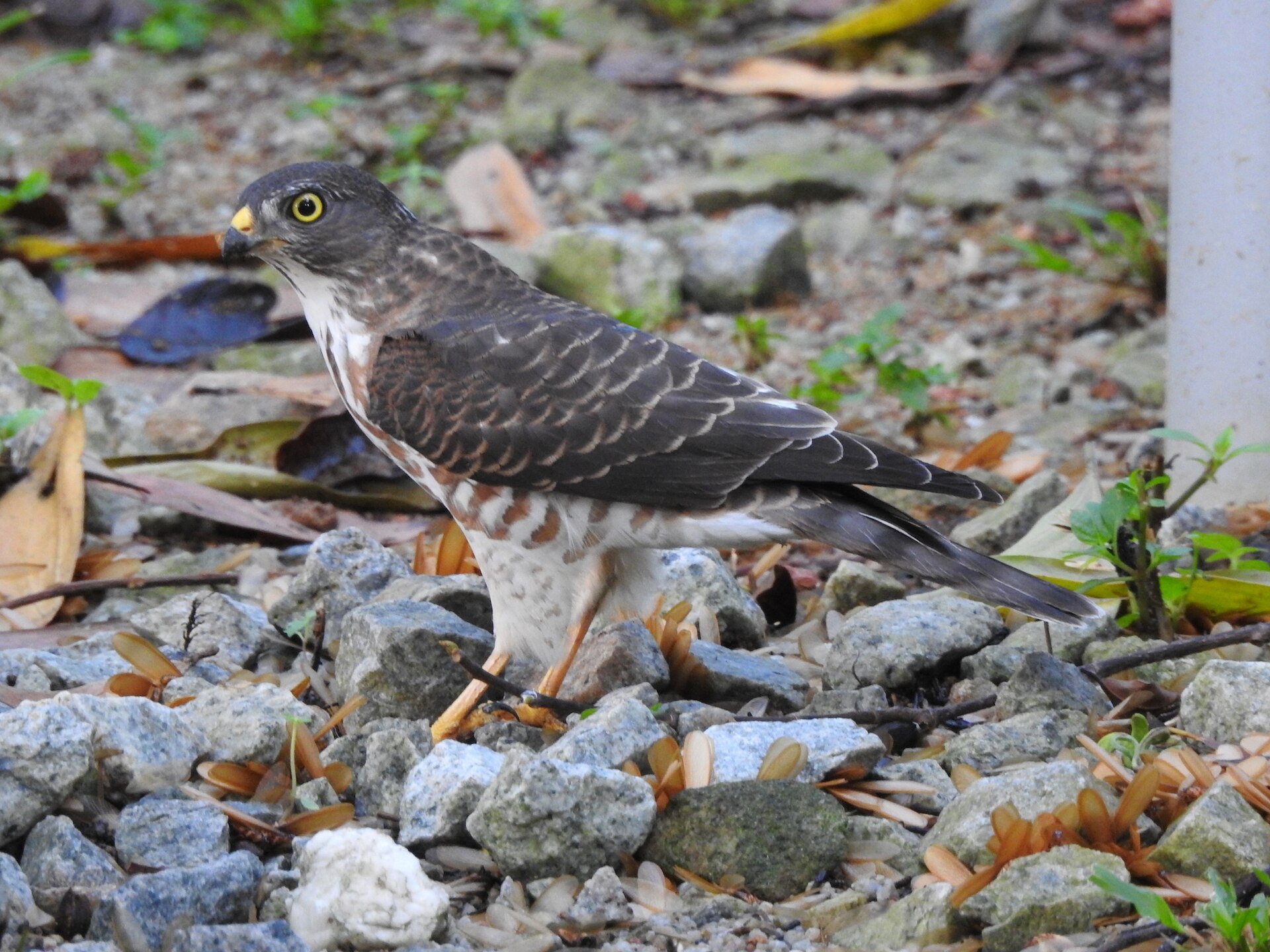 Chinese Sparrowhawk ()