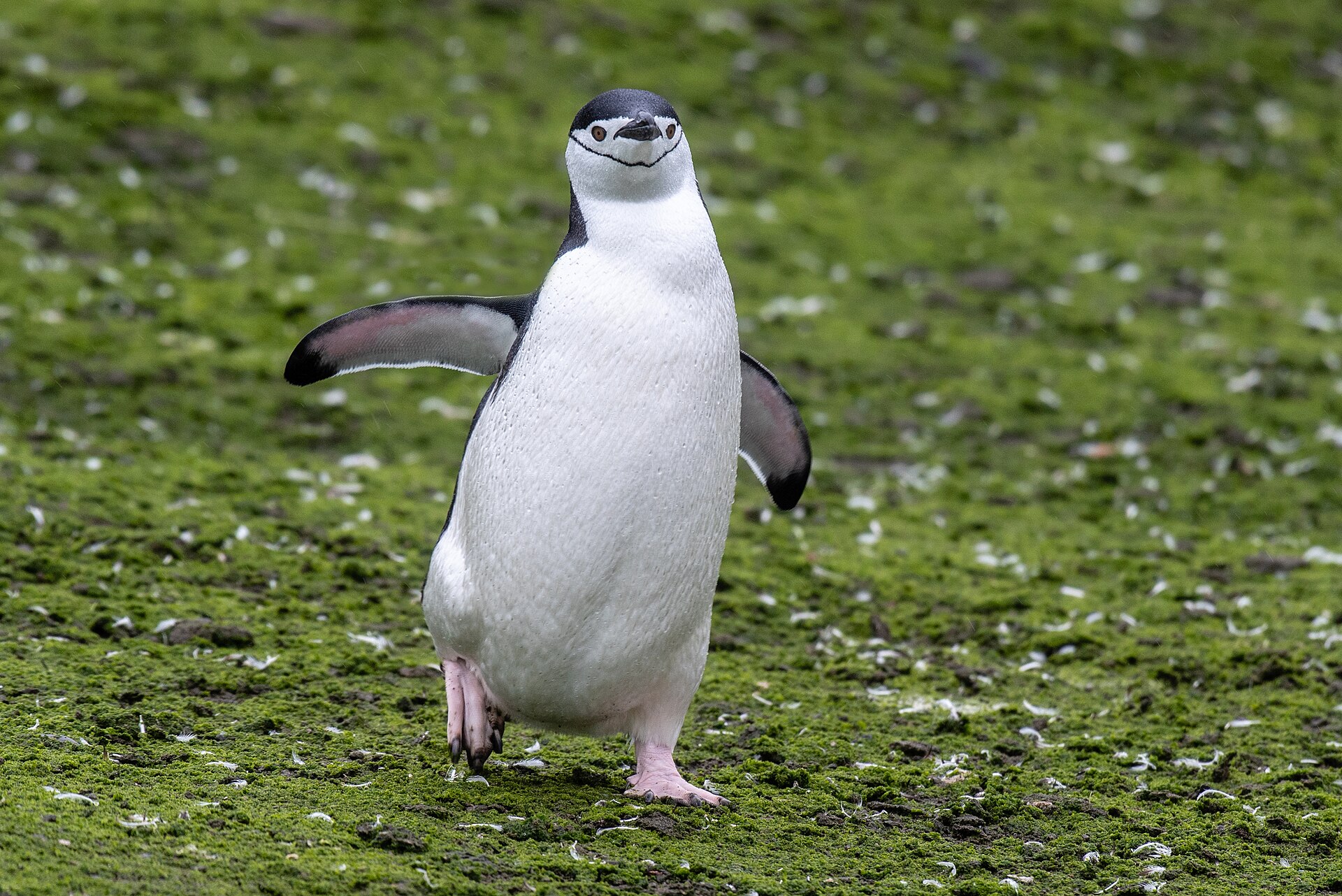 Chinstrap Penguin Chinstrap Penguin (Pygoscelis antarcticus)
