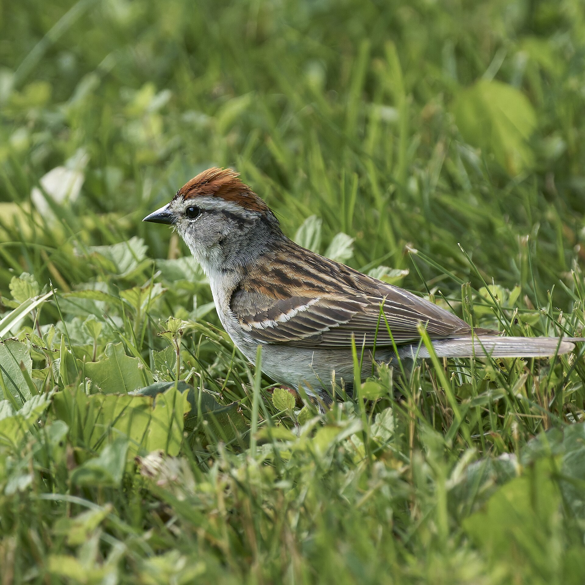 Chipping Sparrow ()