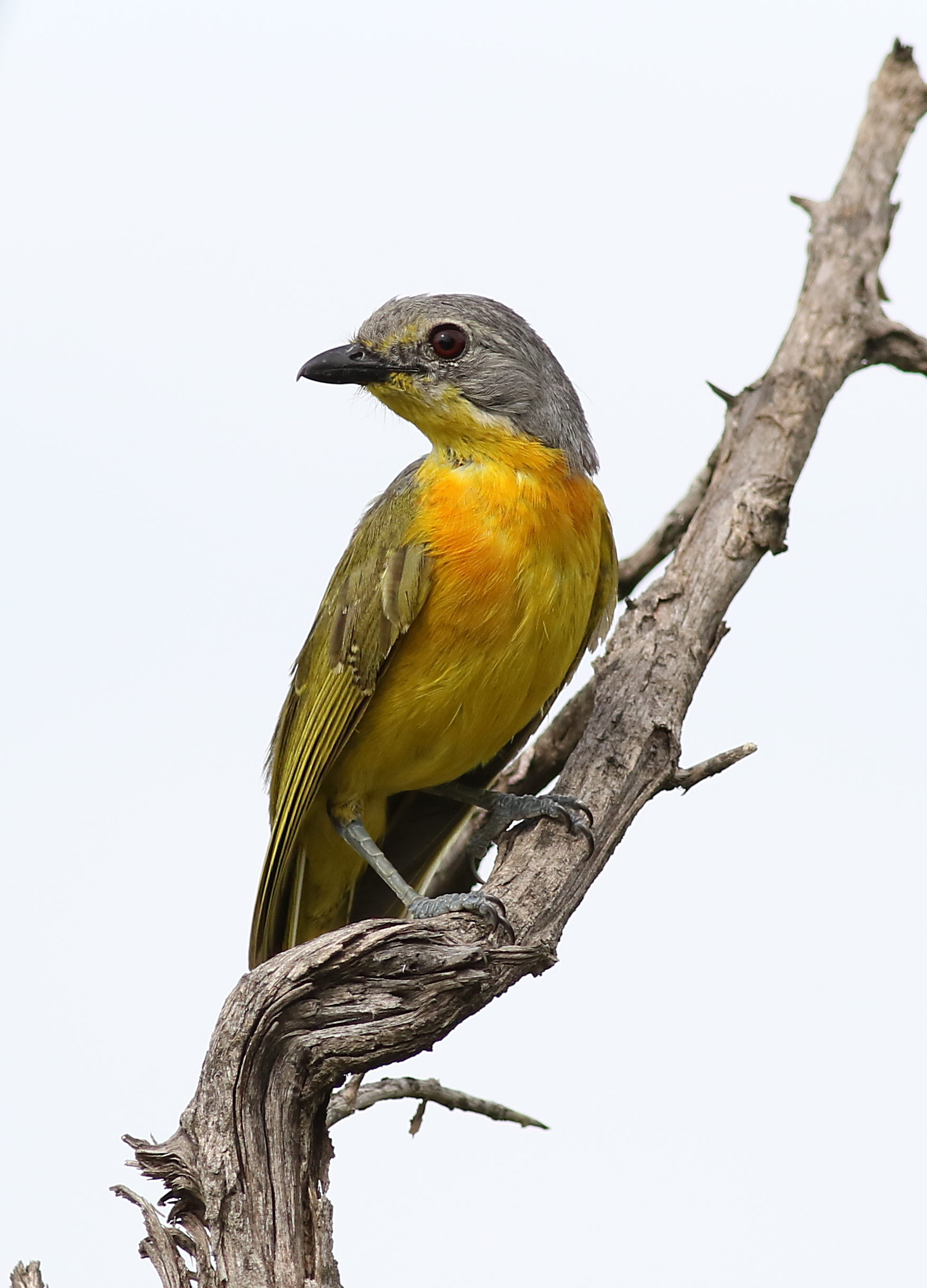 Chobe Bushshrike ()