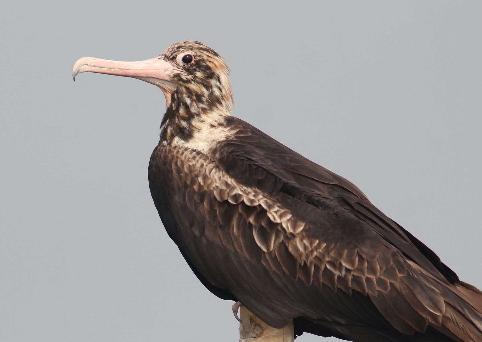 christmas island frigatebird