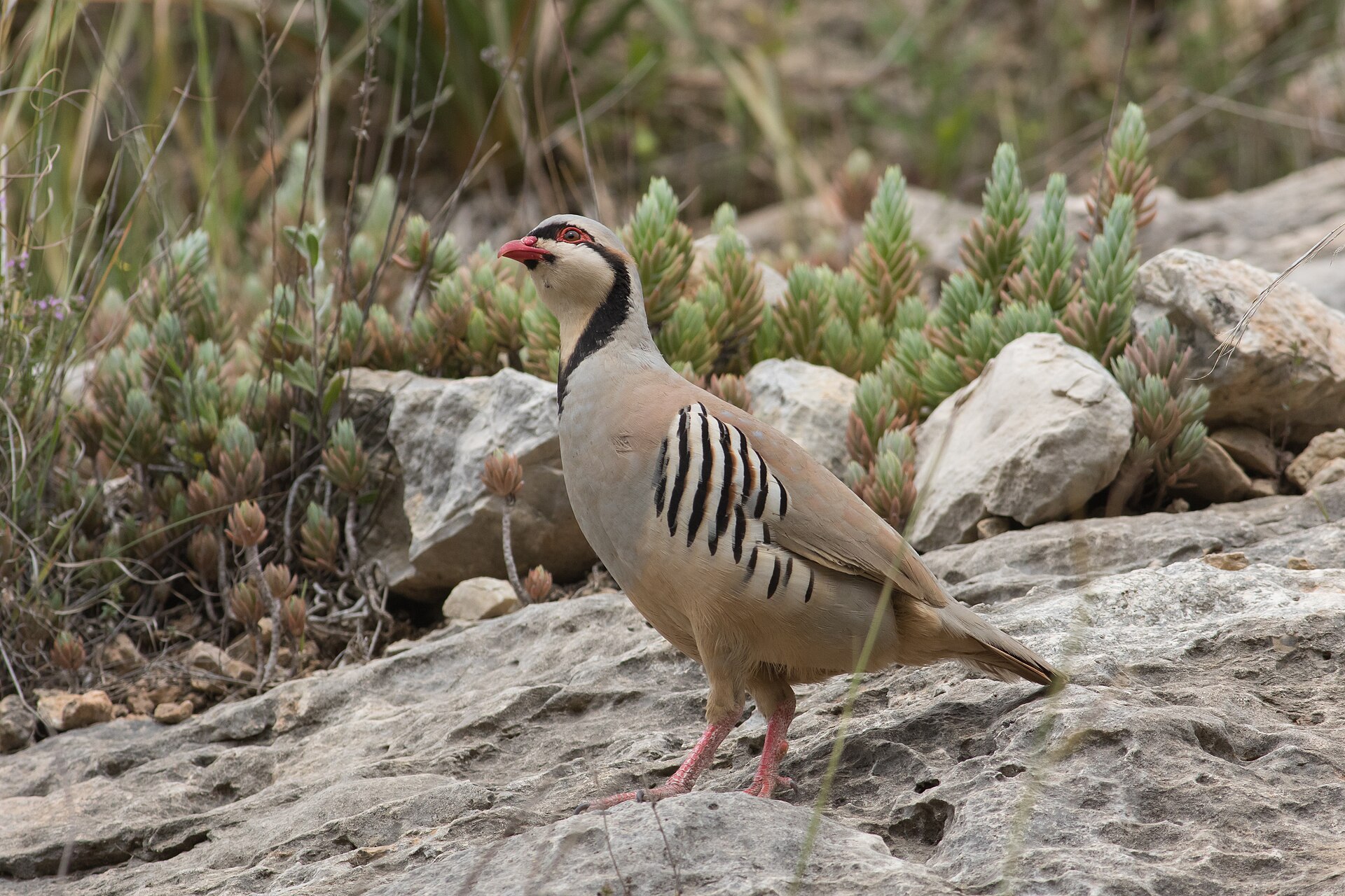 Chukar Partridge Chukar Partridge (Alectoris chukar)