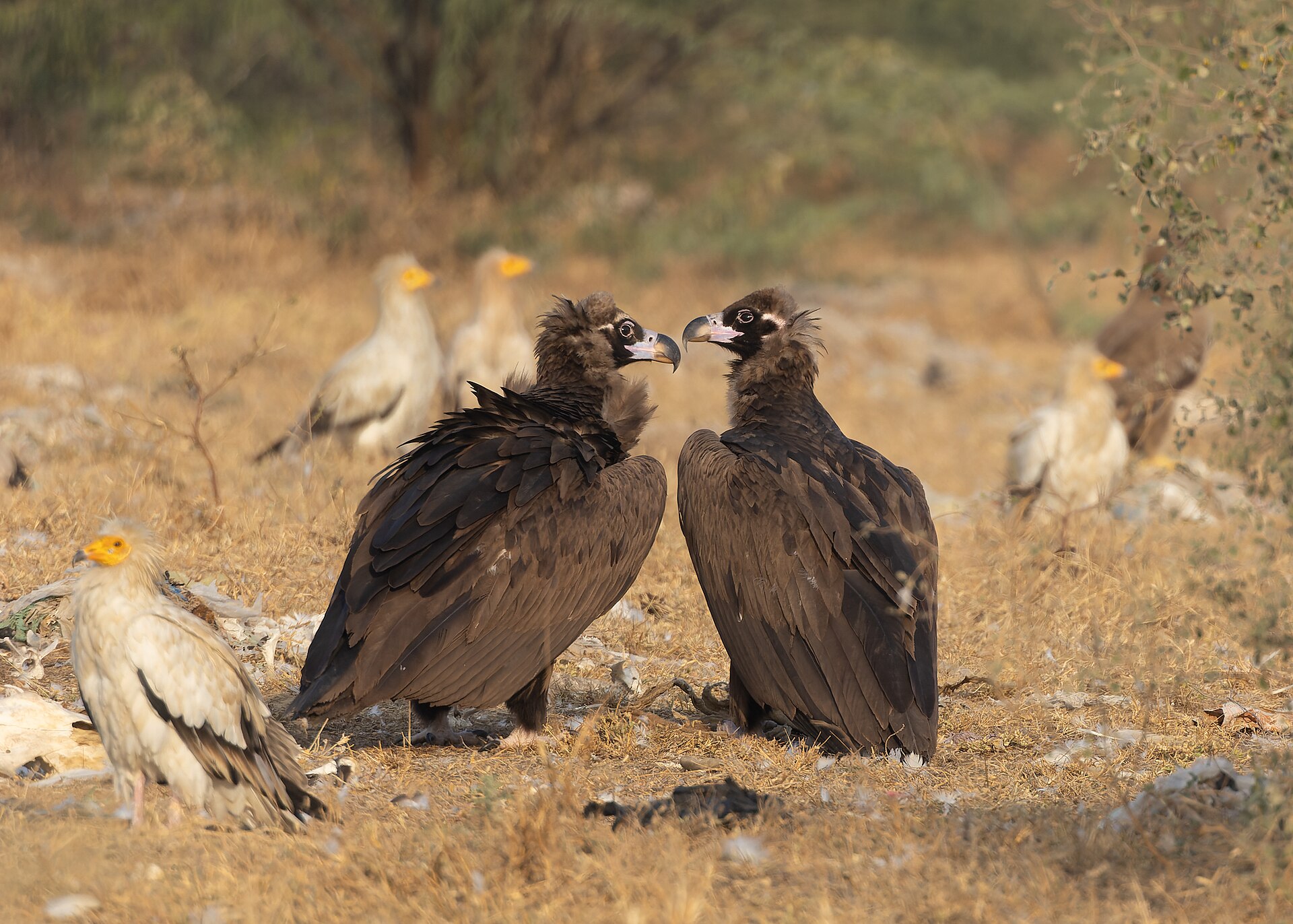 Cinereous Vulture ()