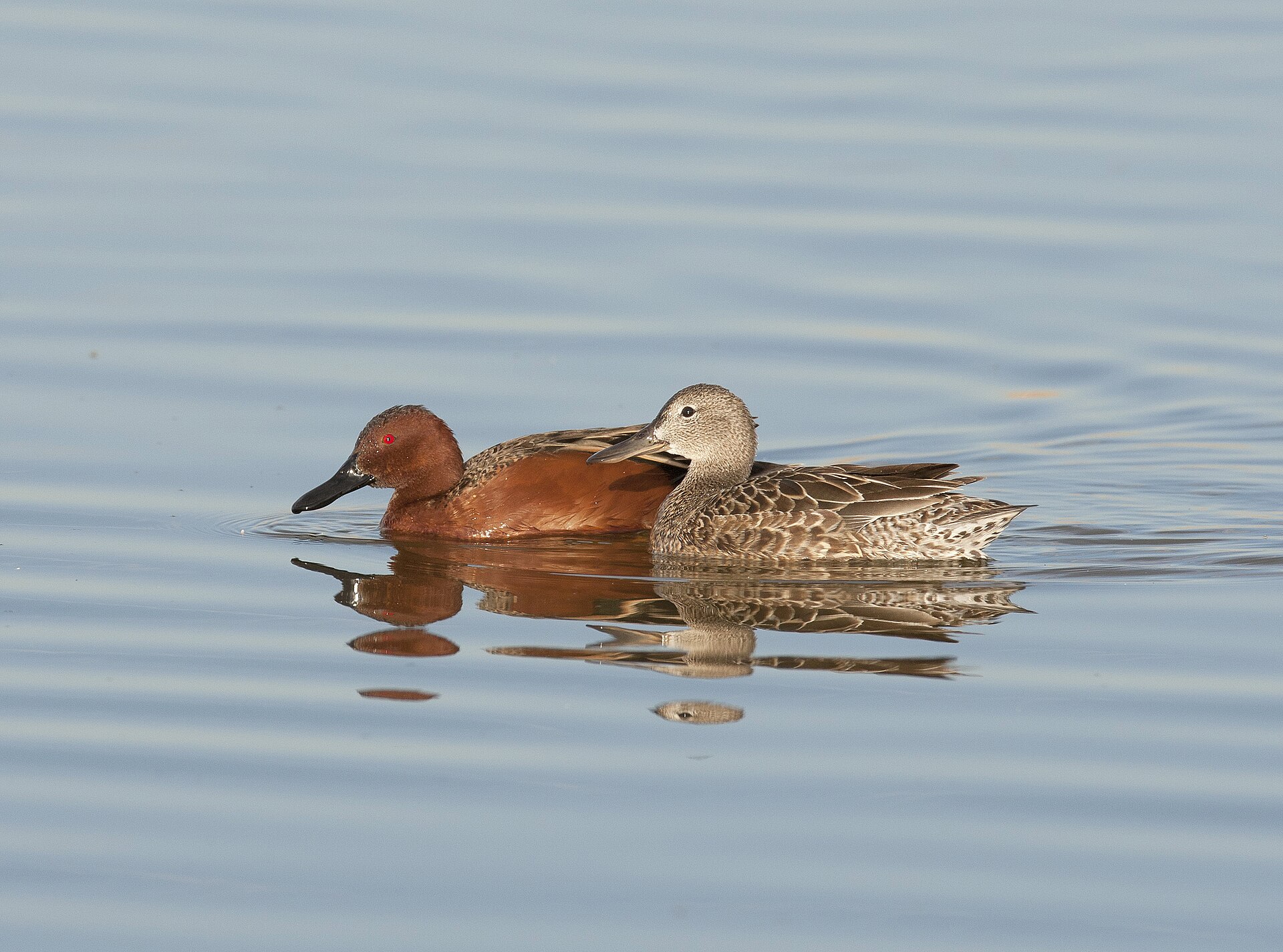 Cinnamon Teal (Spatula cyanoptera)