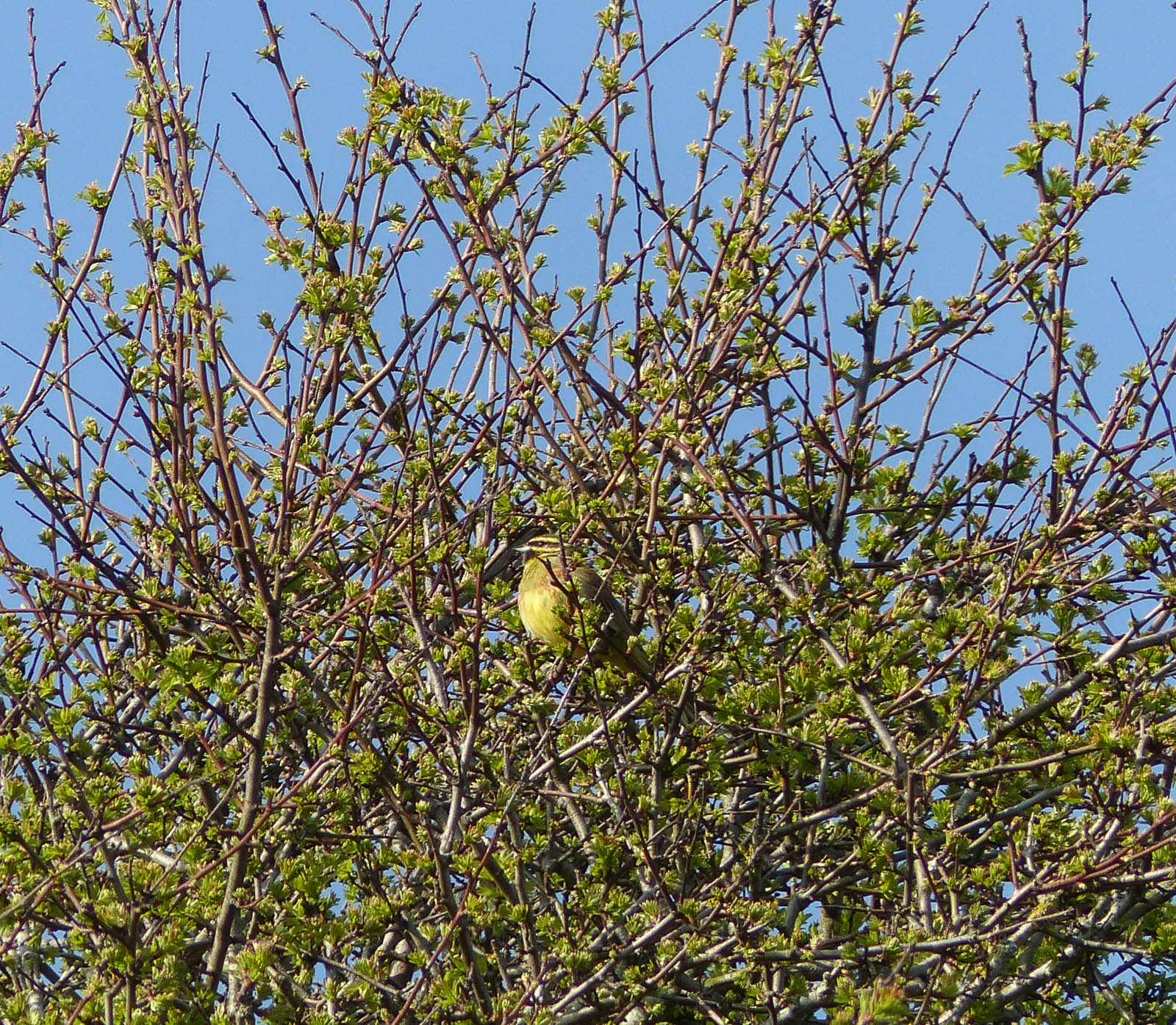 Cirl Bunting Description Cirl Bunting Description (Emberiza cirlus)
