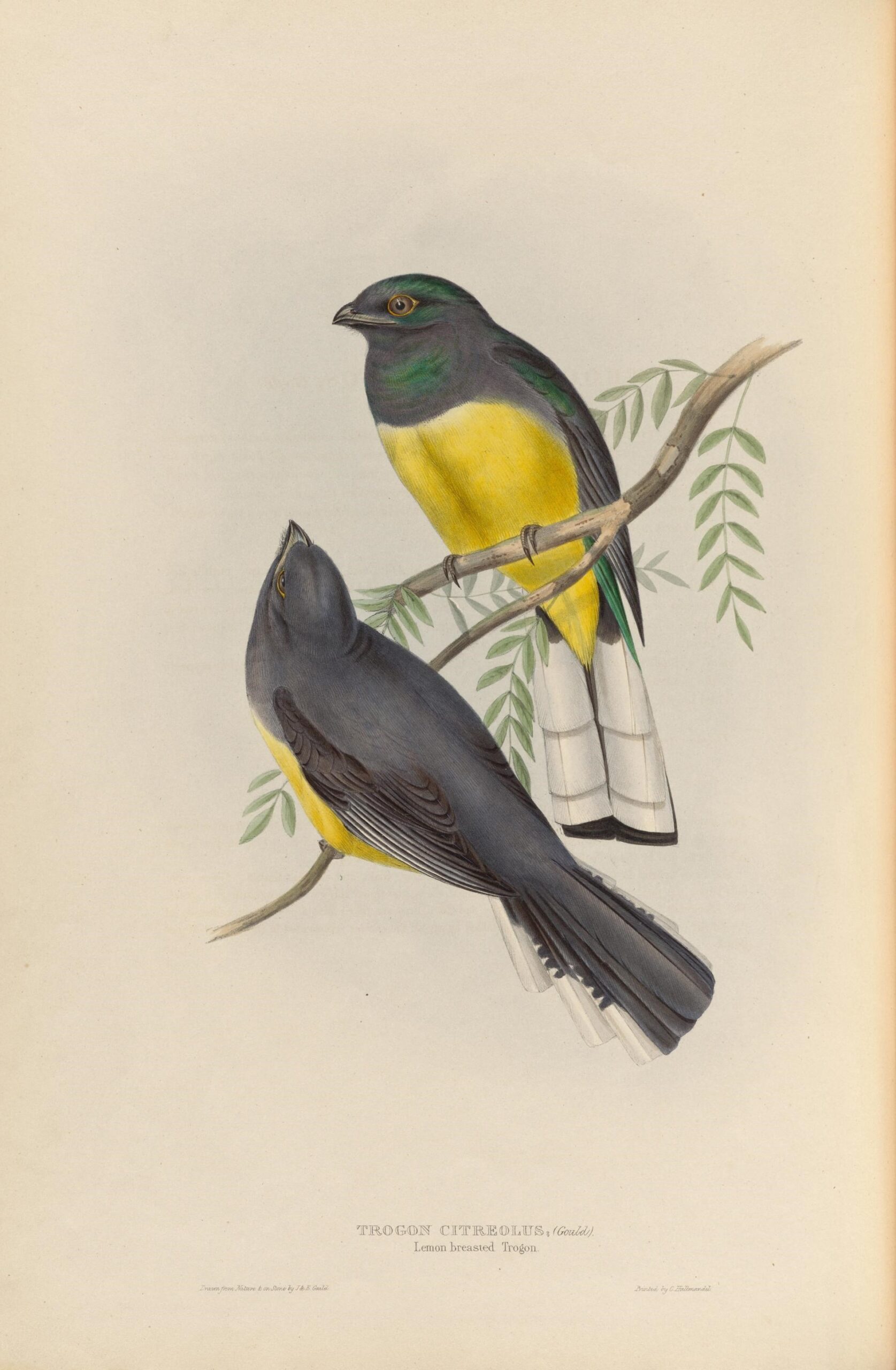 Citreoline Trogon ()