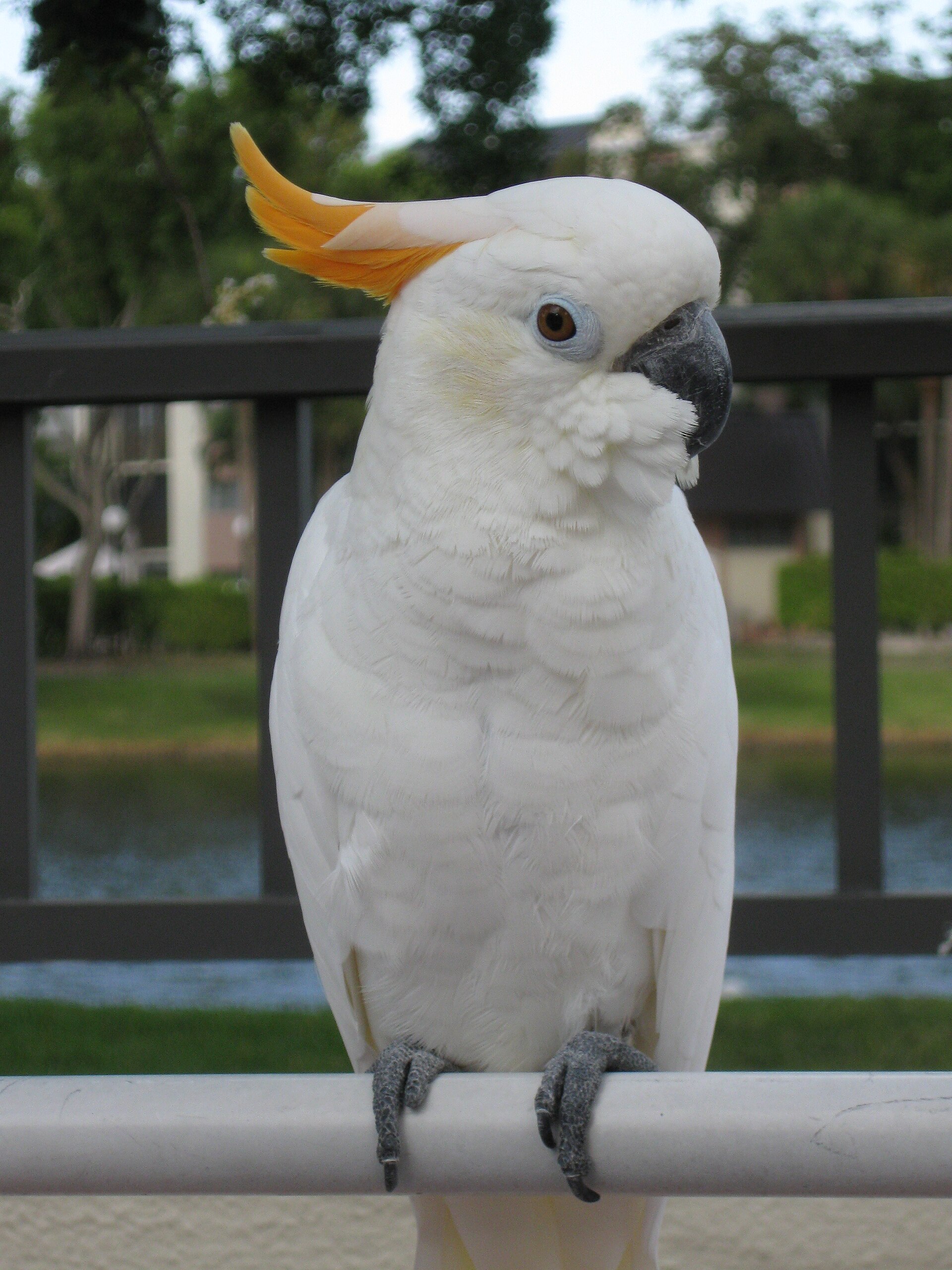 Citron Cockatoo ()