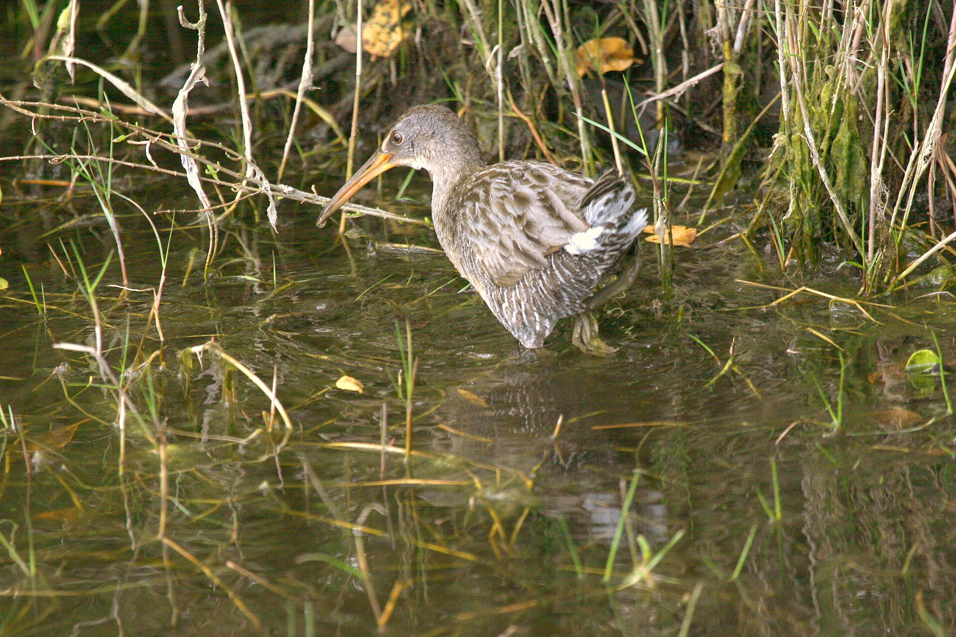 Clapper Rail (Rallus crepitans)
