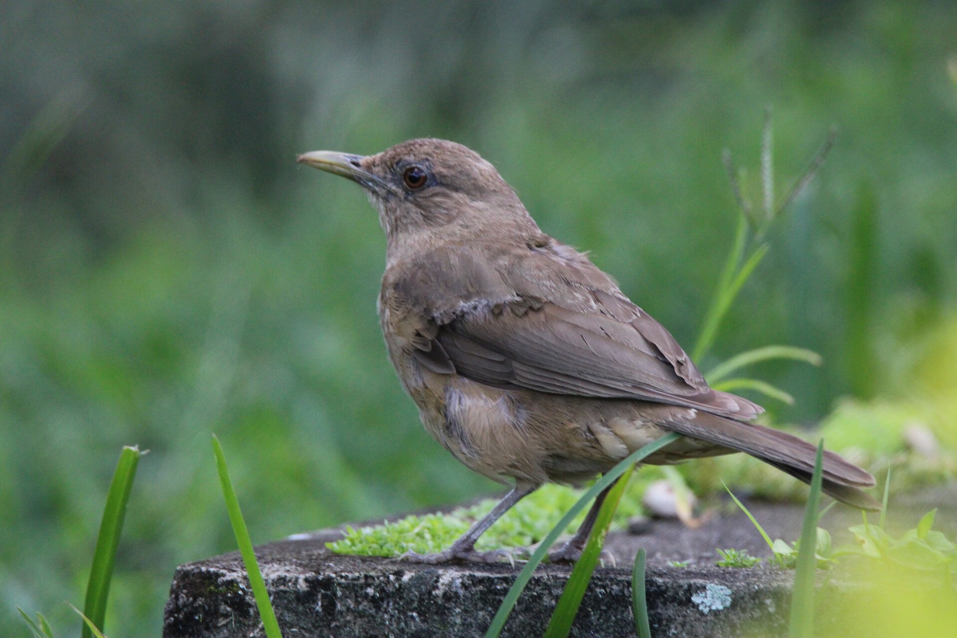 Clay-colored Thrush (Turdus grayi)
