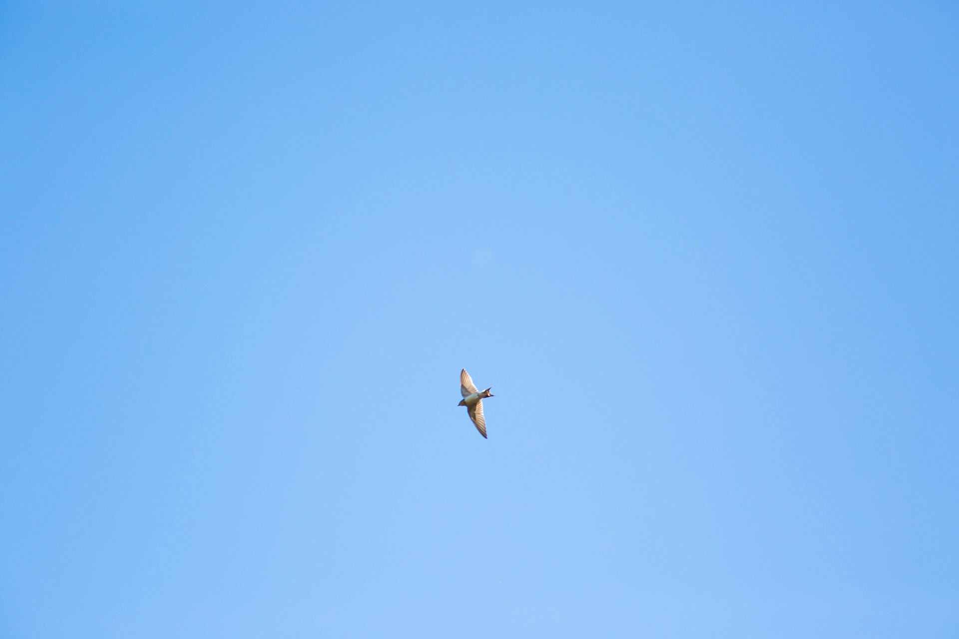 cliff swallow