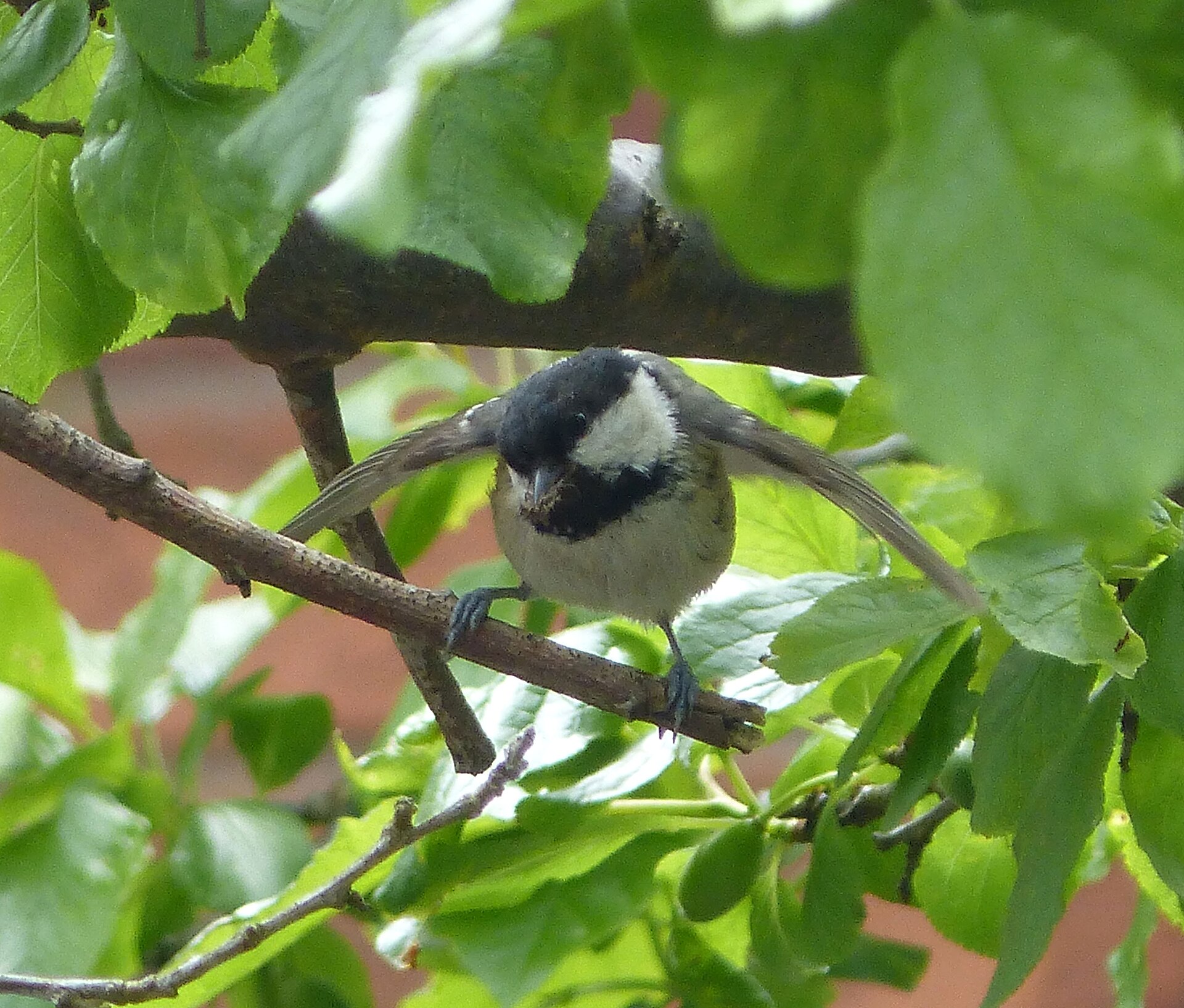 Coal Tit (Periparus ater)