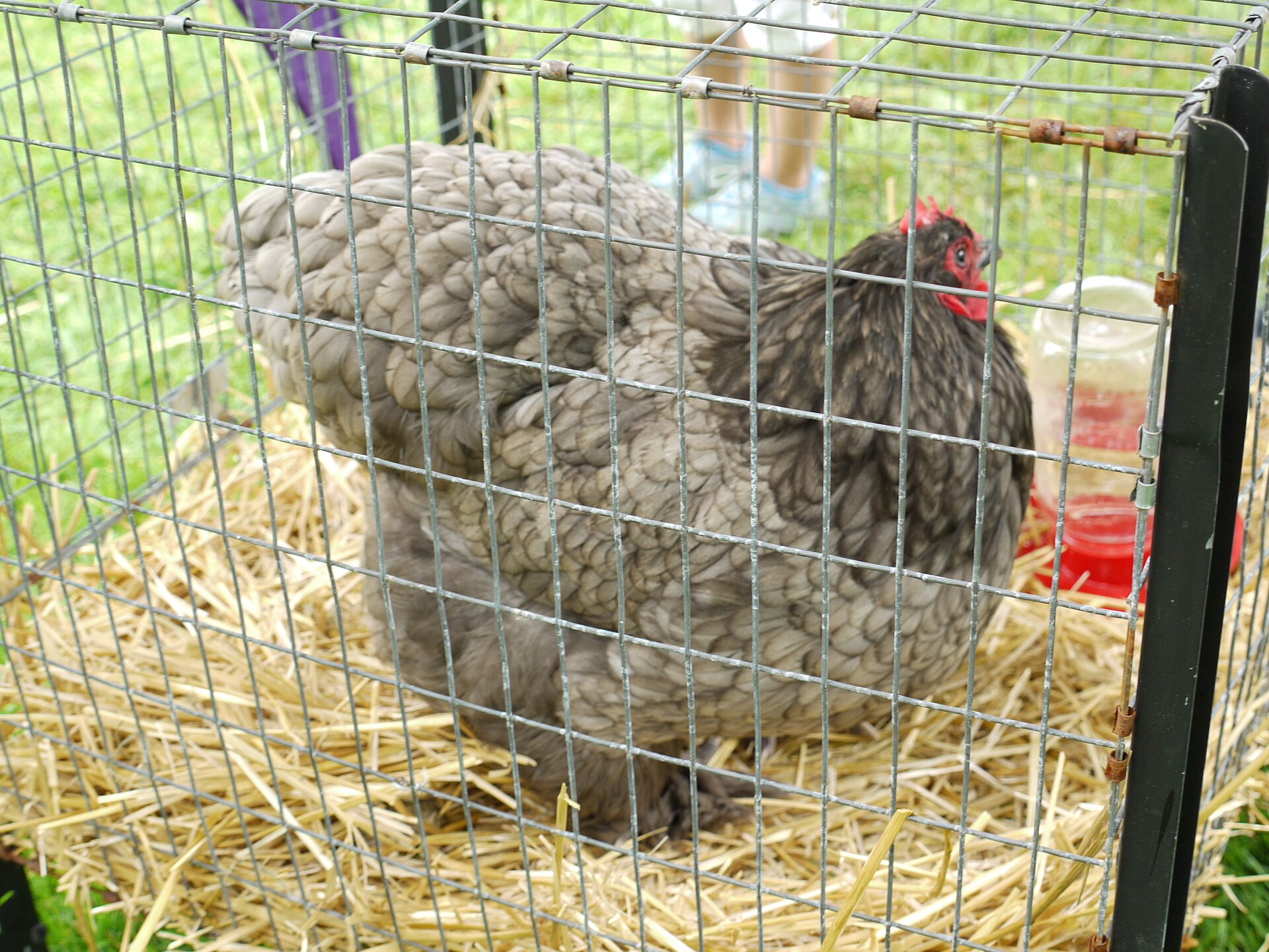 Cochin Chicken ()