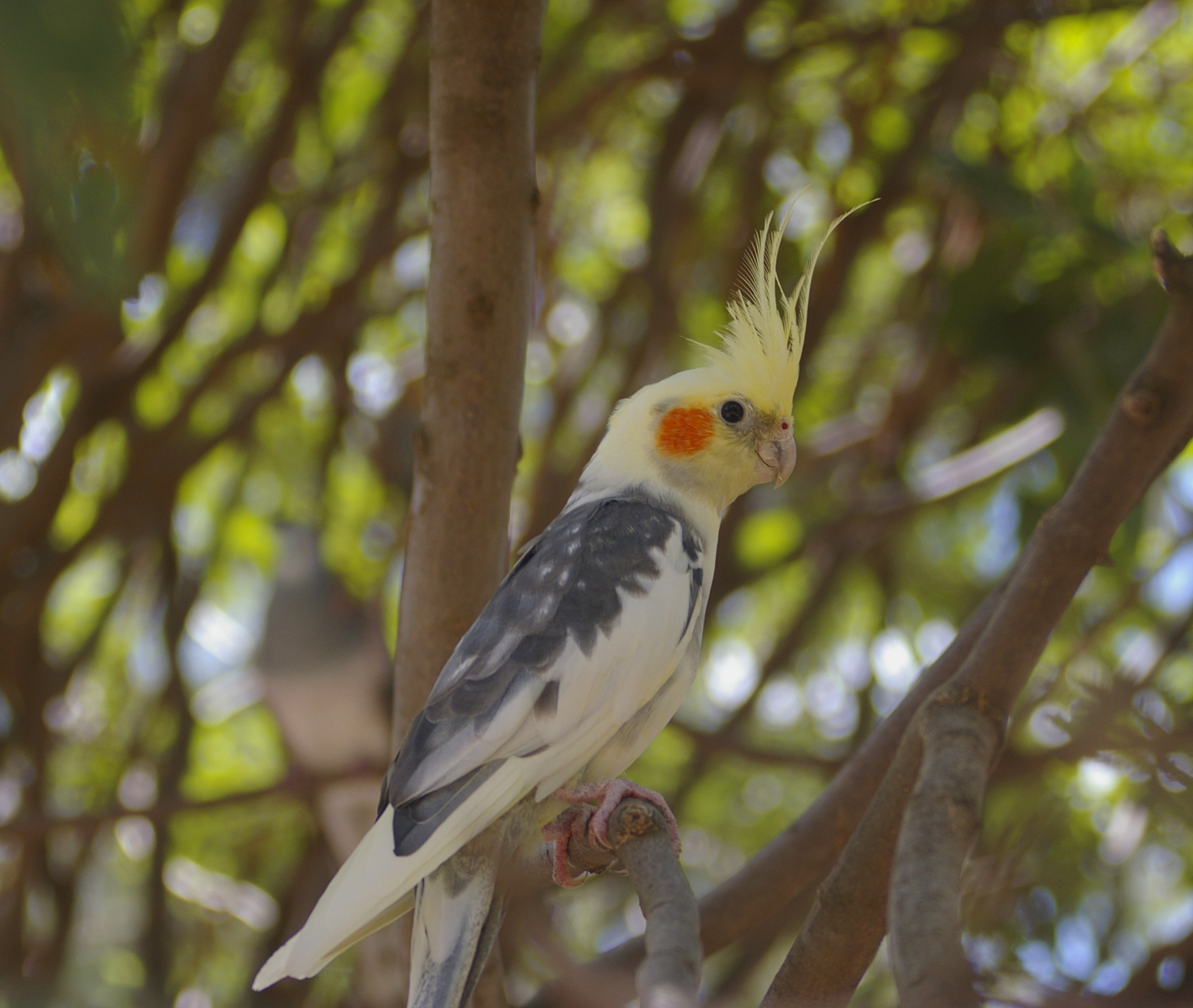 Cockatiel ()