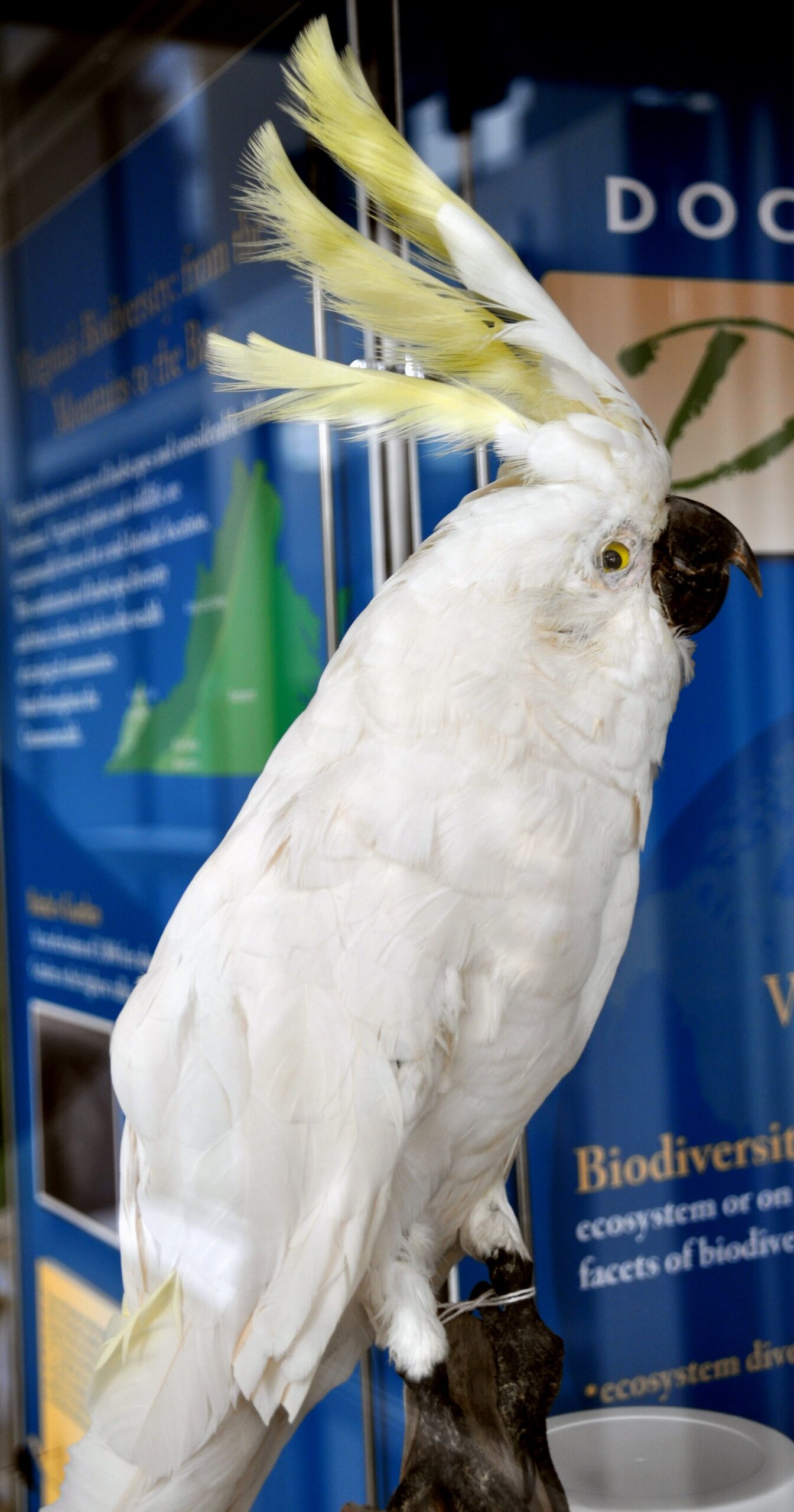 Cockatoo Variety Cockatoo Variety ()