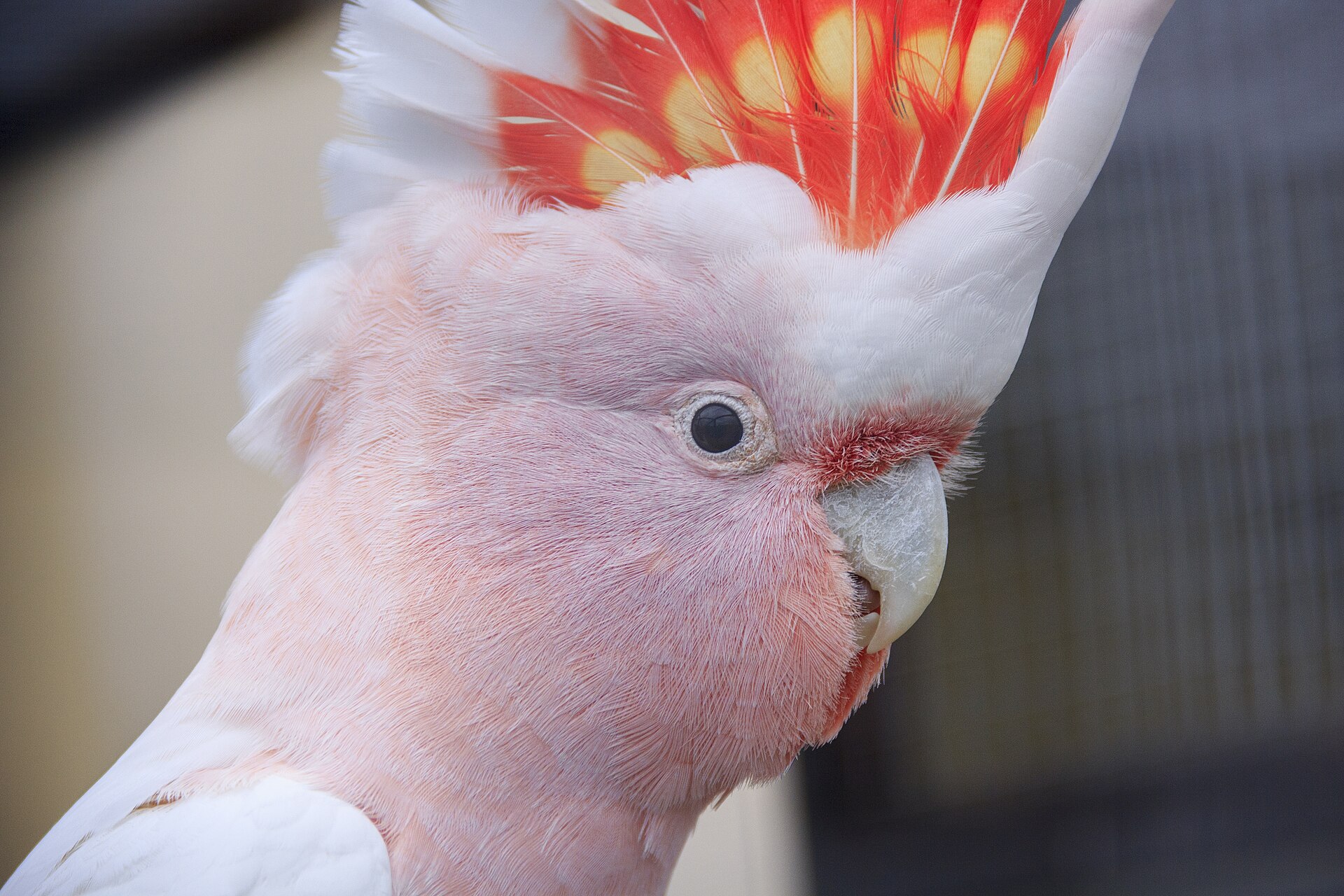 Cockatoo ()