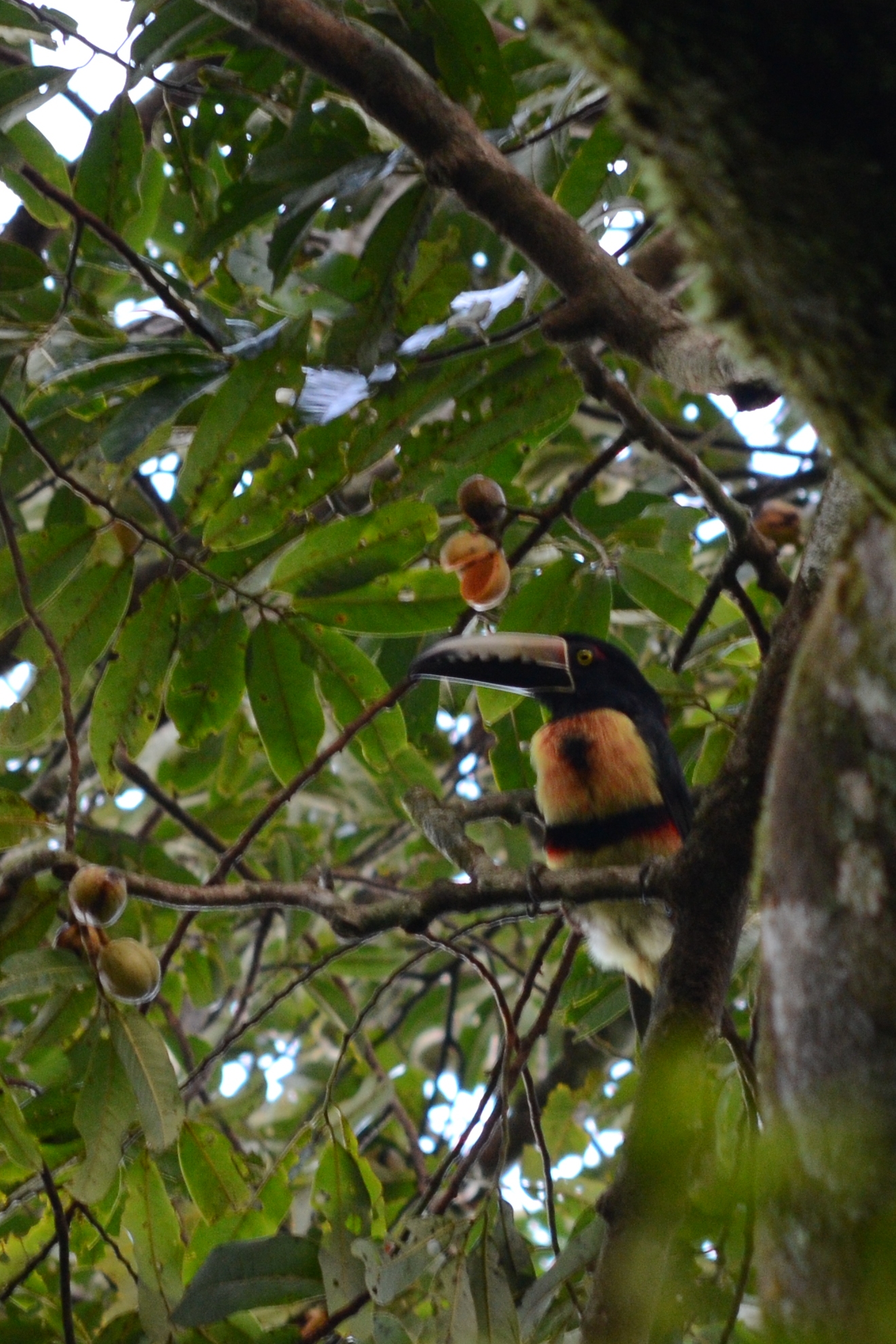 Collared Aracari ()