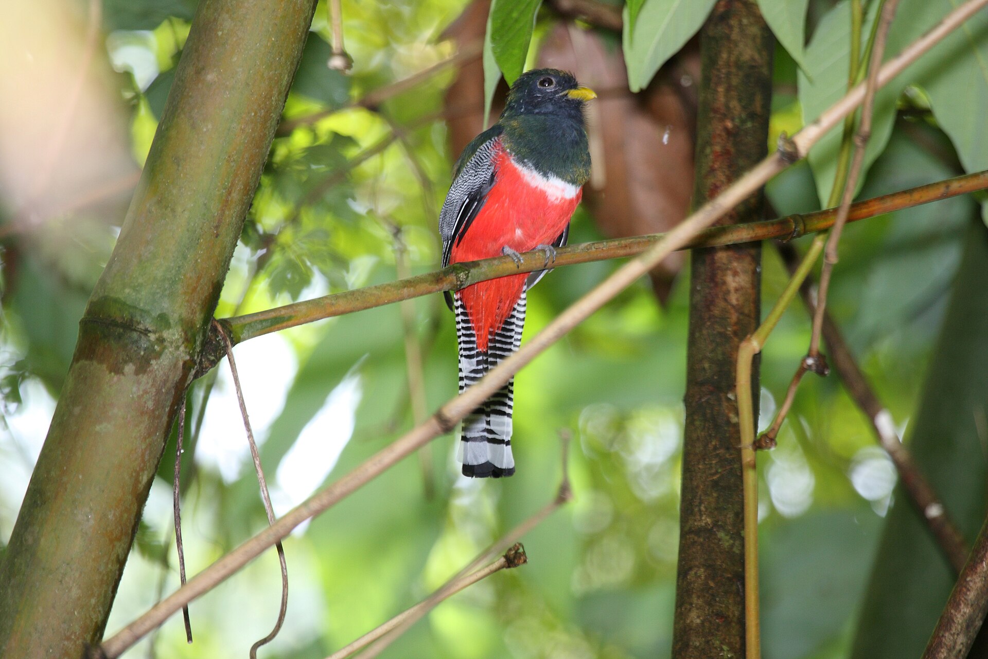 Collared Trogon (Trogon collaris)