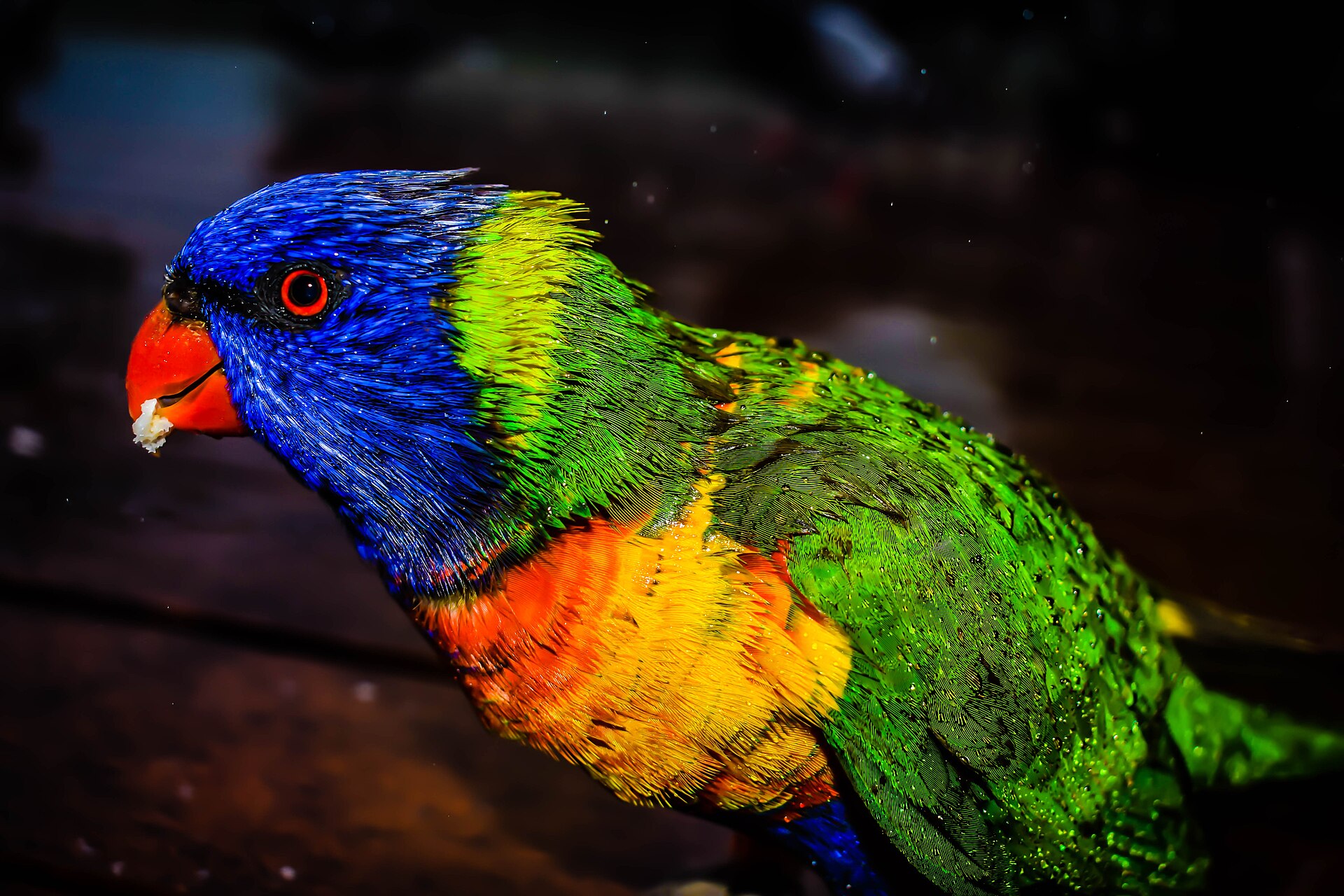Colorful Lorikeet ()