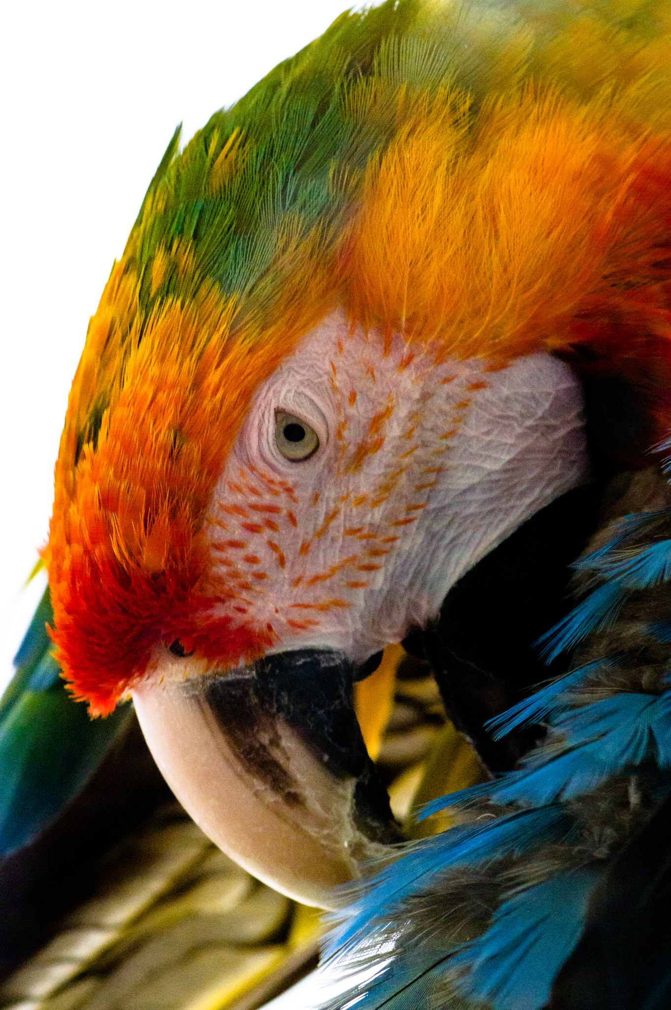 Colorful Scarlet Macaw (Ara macao)