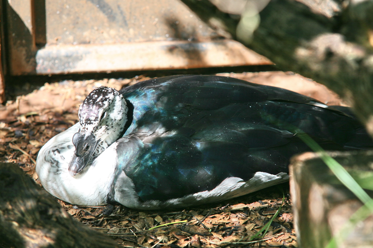 Comb Duck Comb Duck ()