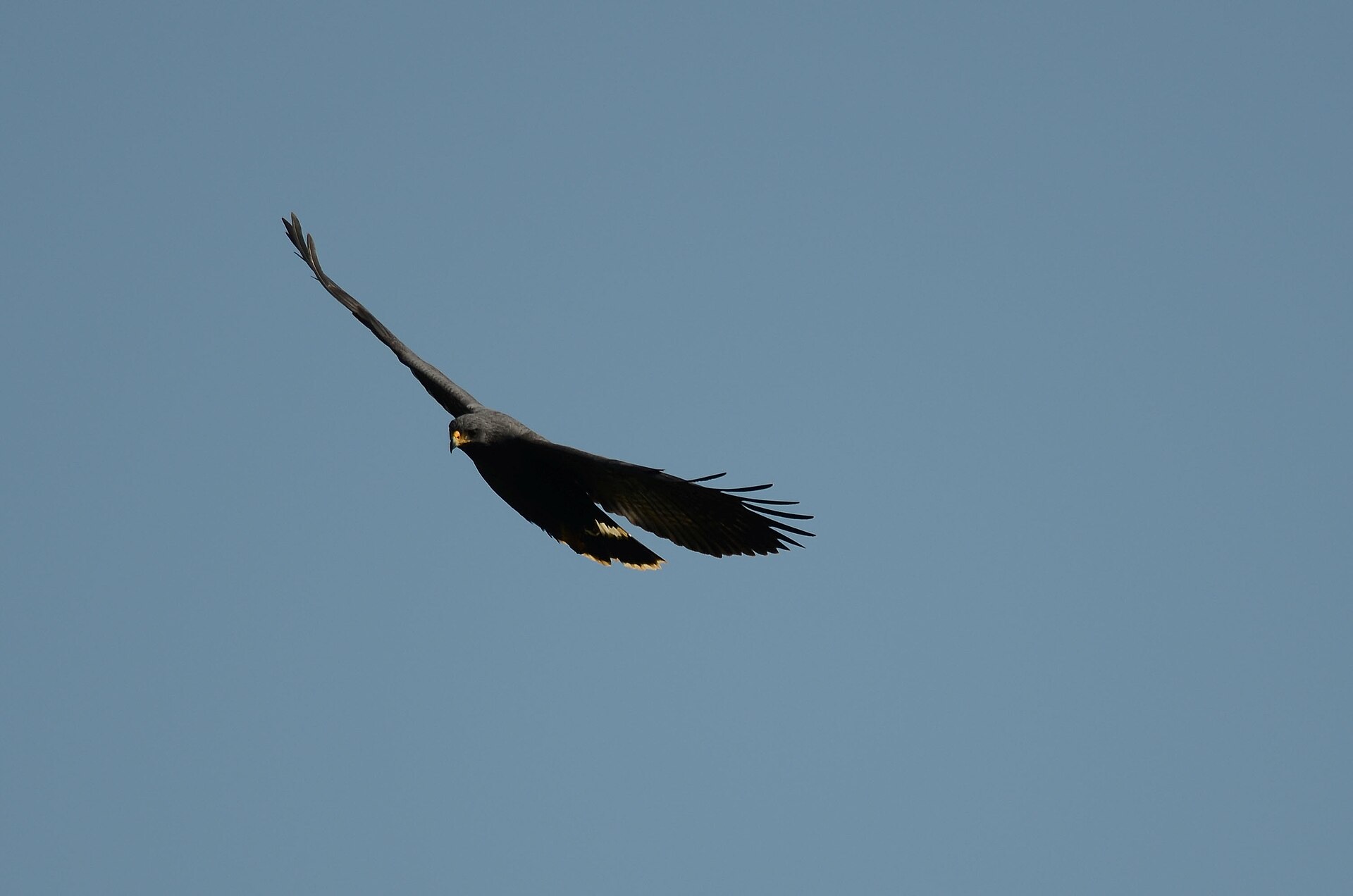 Common Black Hawk (Buteogallus gundlachii)