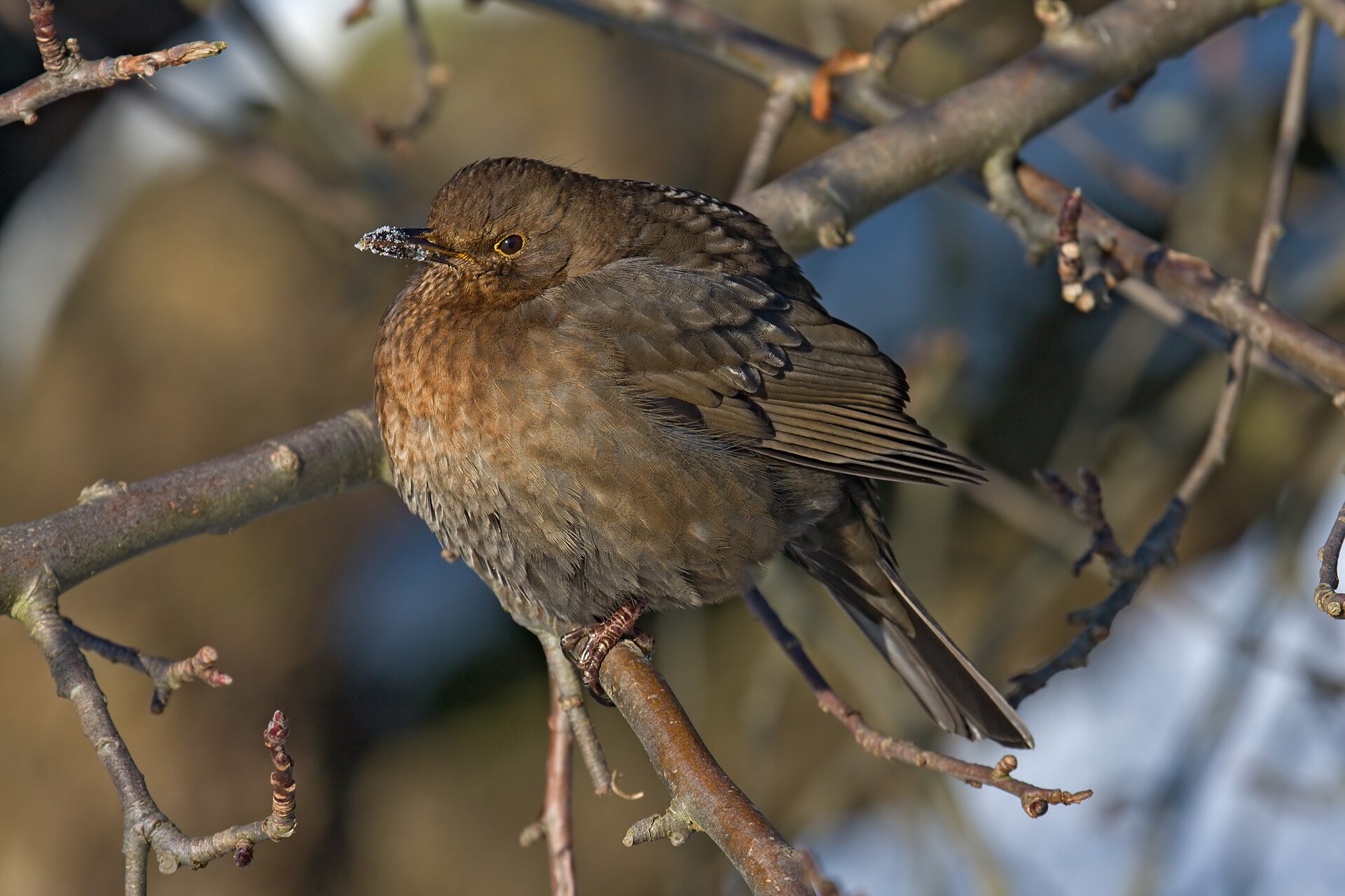 Common Blackbird (Turdus merula)