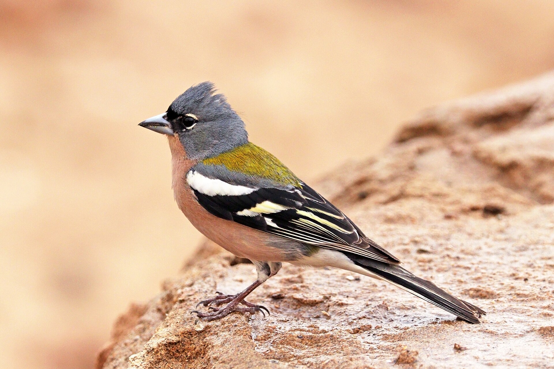 Common Chaffinch (Fringilla spodiogenys)