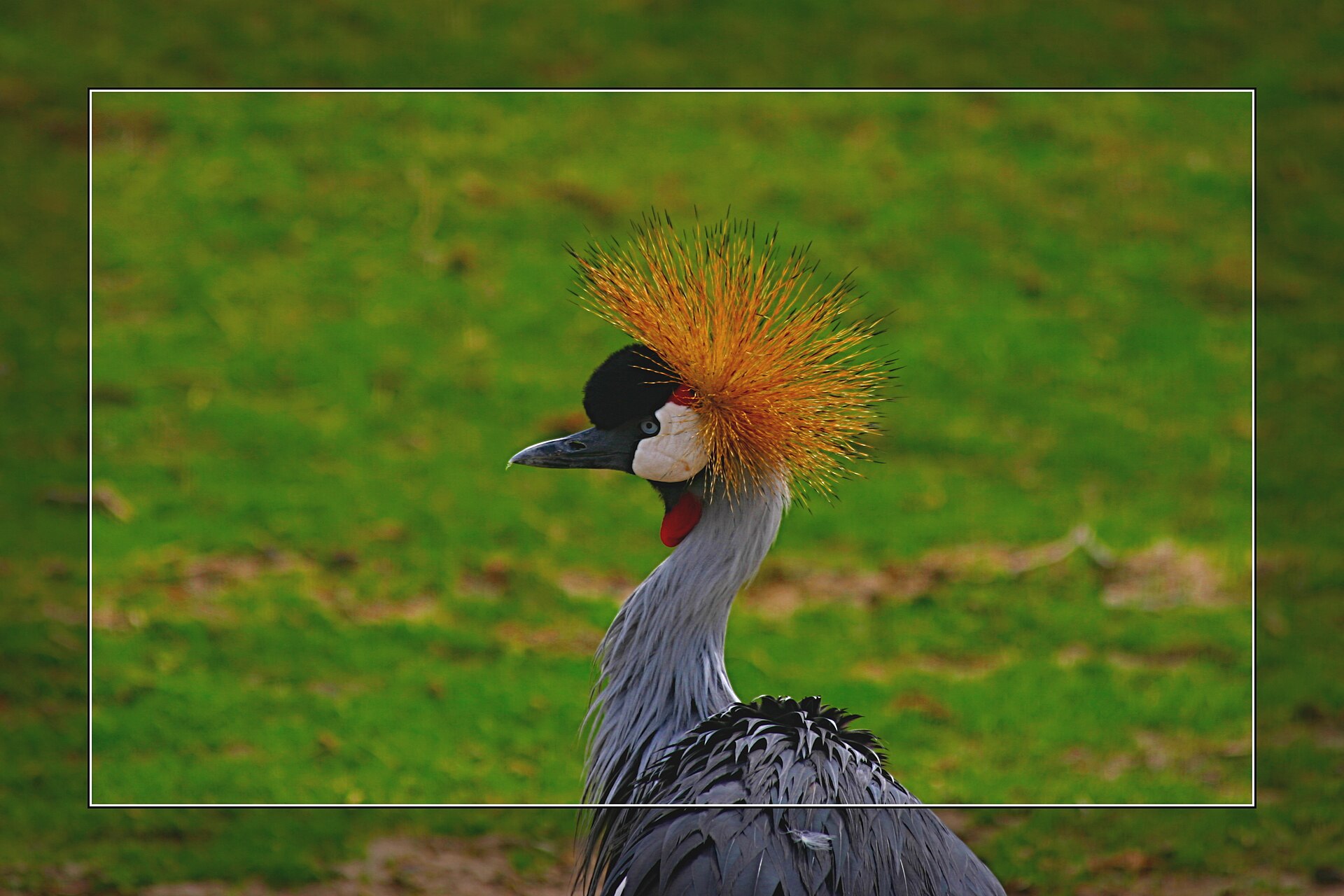 Common Crane Habitat Common Crane Habitat ()
