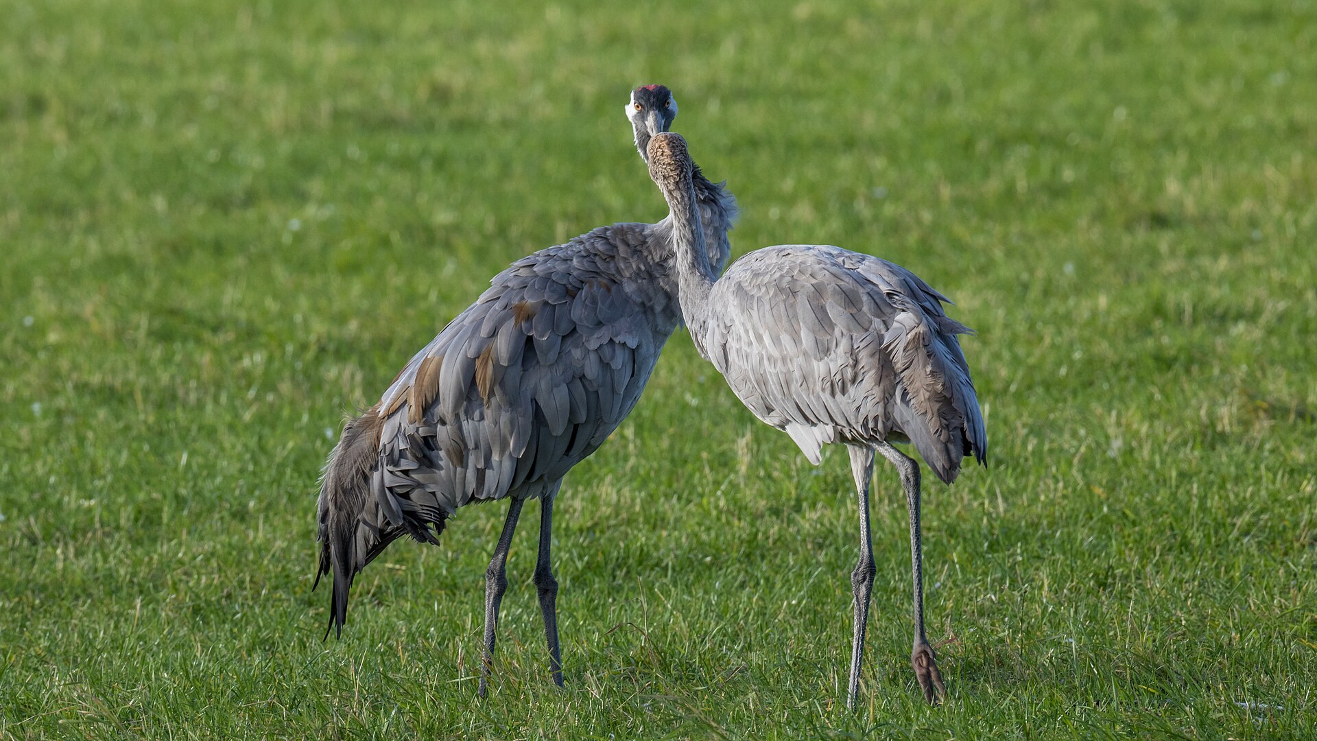 Common Crane (Grus grus)