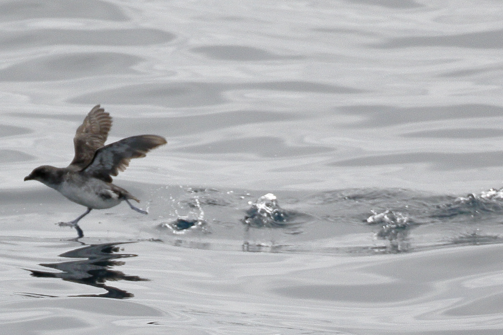 Common Diving Petrel ()