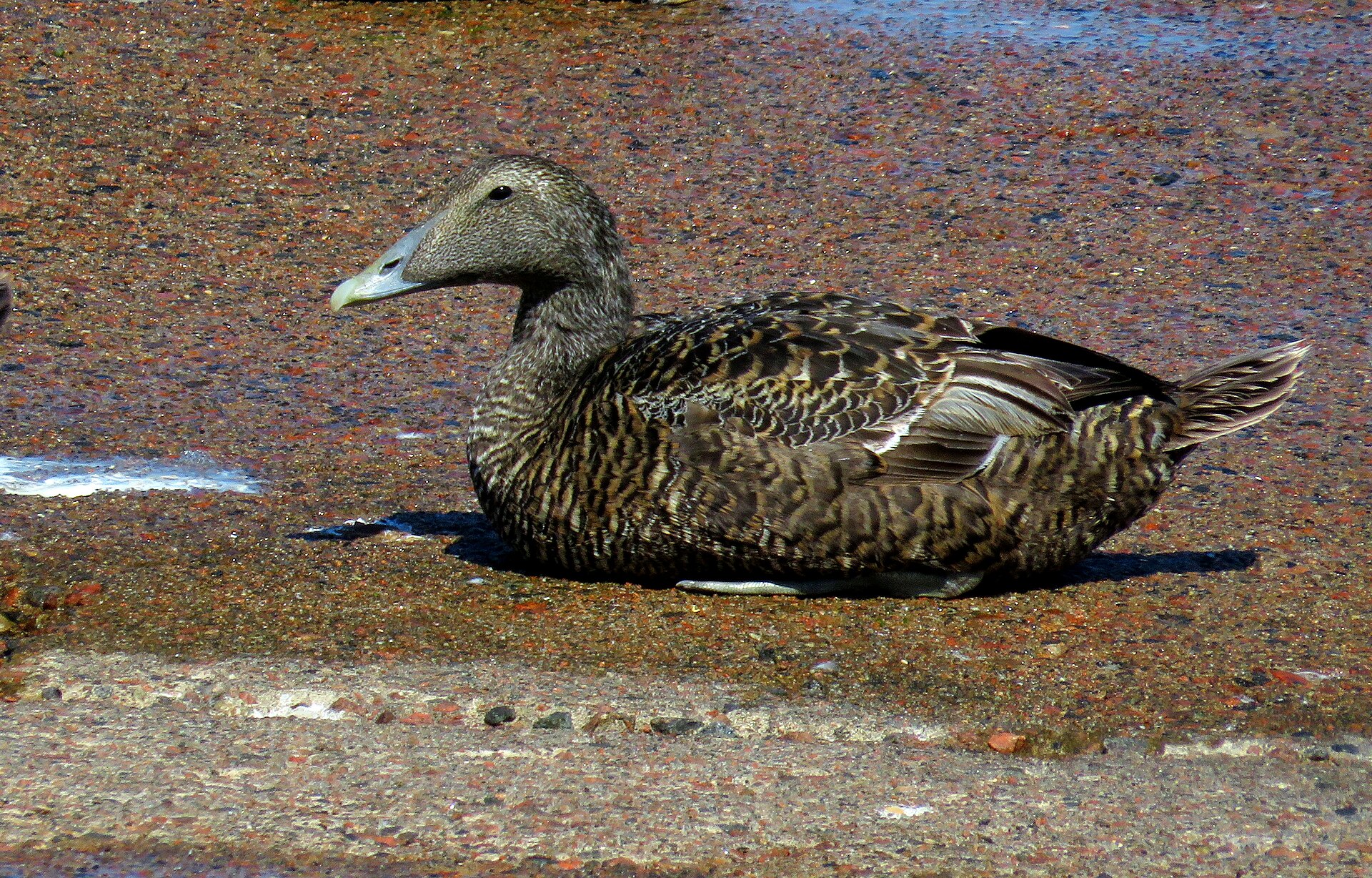 Common Eider (Somateria mollissima)