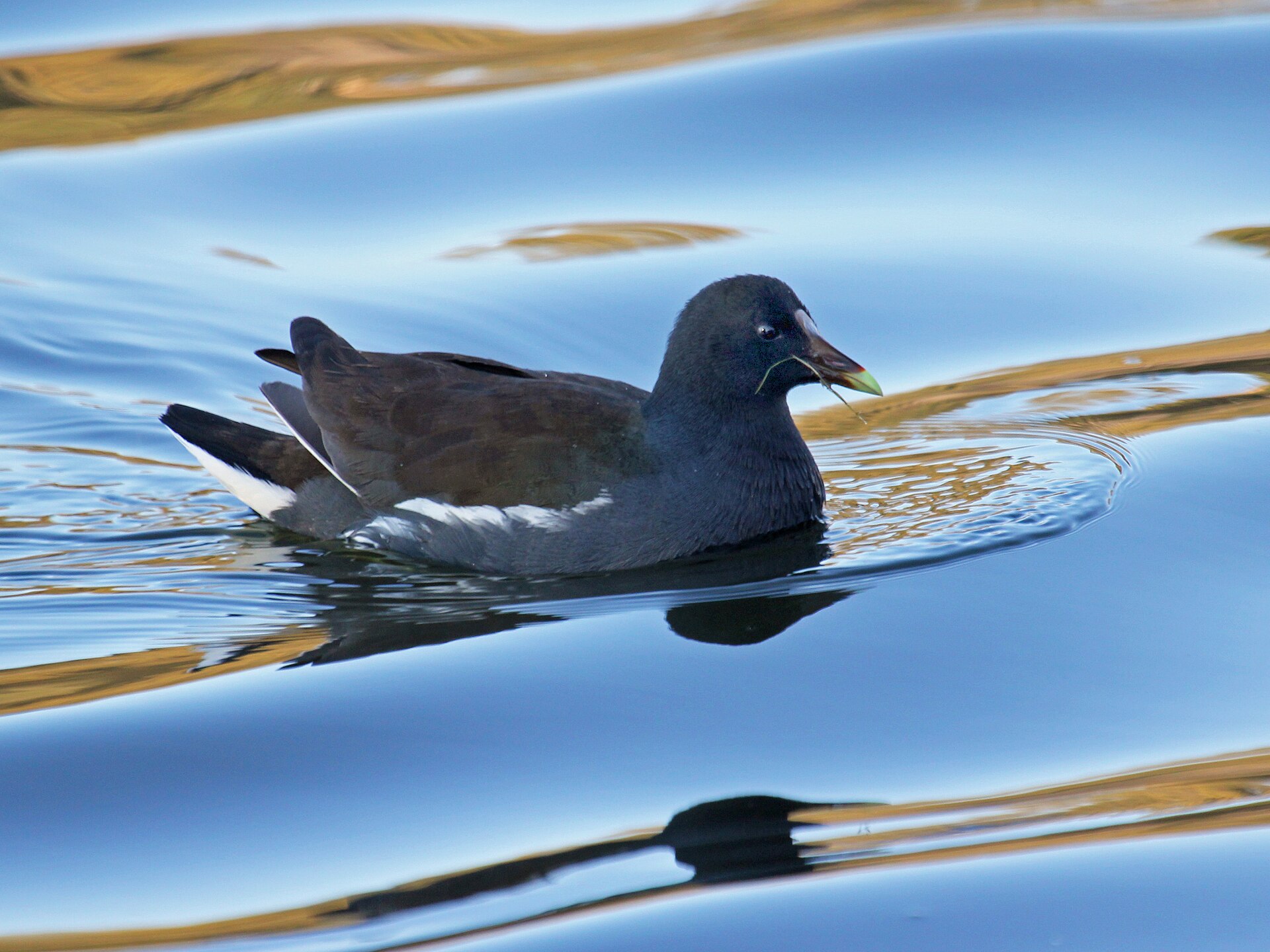 Common Gallinule (Gallinula galeata)