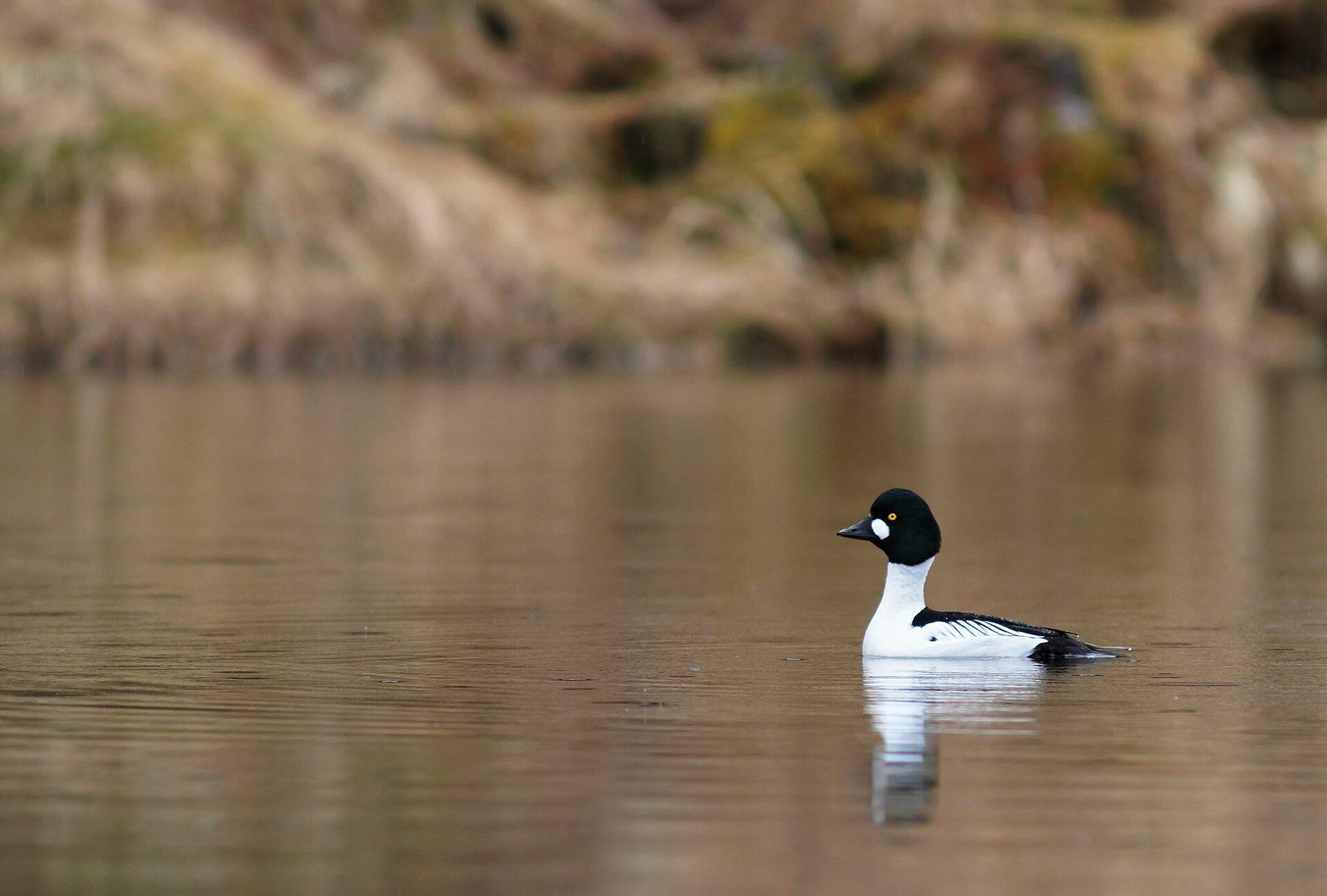 Common Goldeneye (Bucephala clangula)