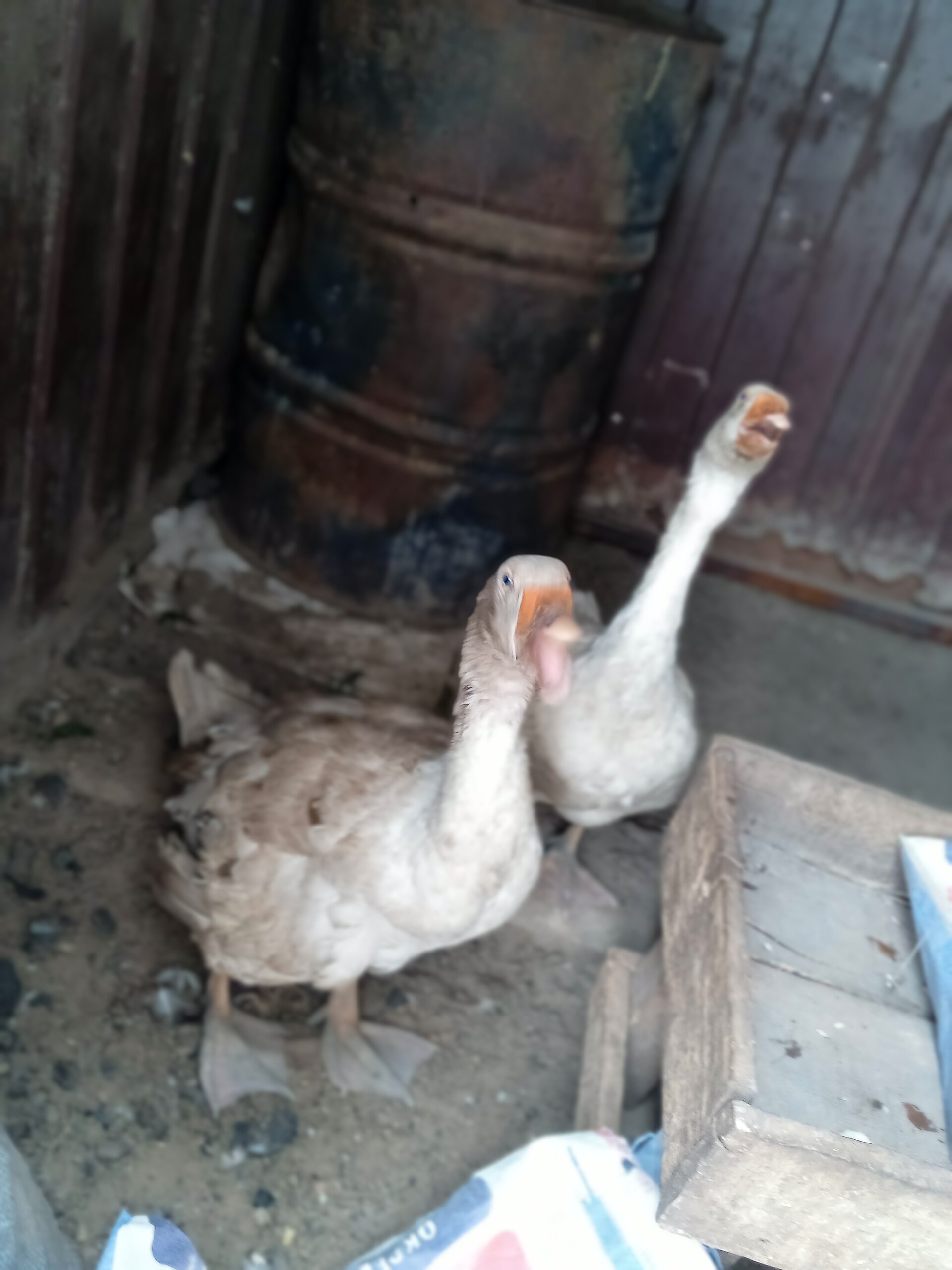 Common Goose ()