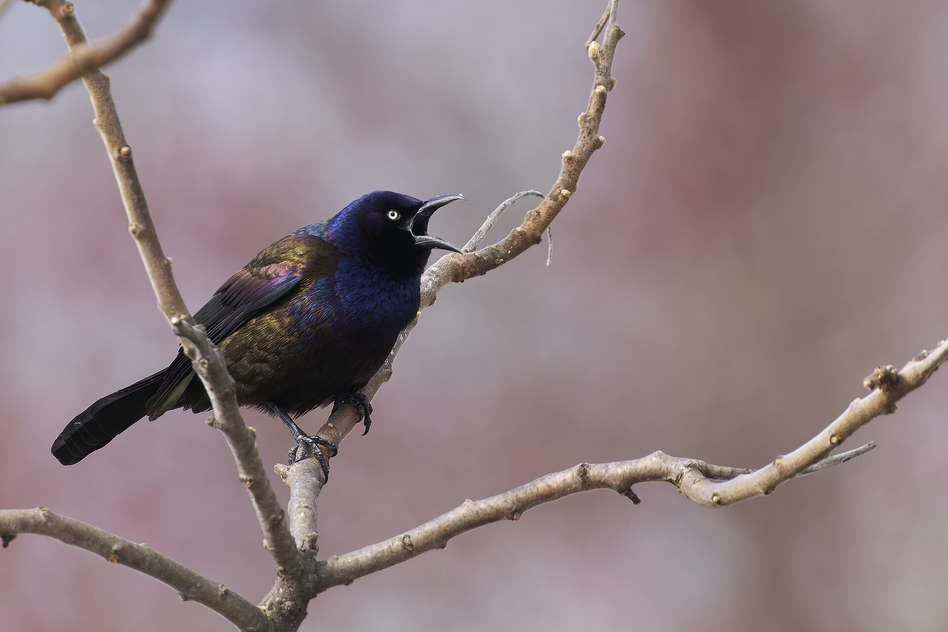 Common Grackle ()