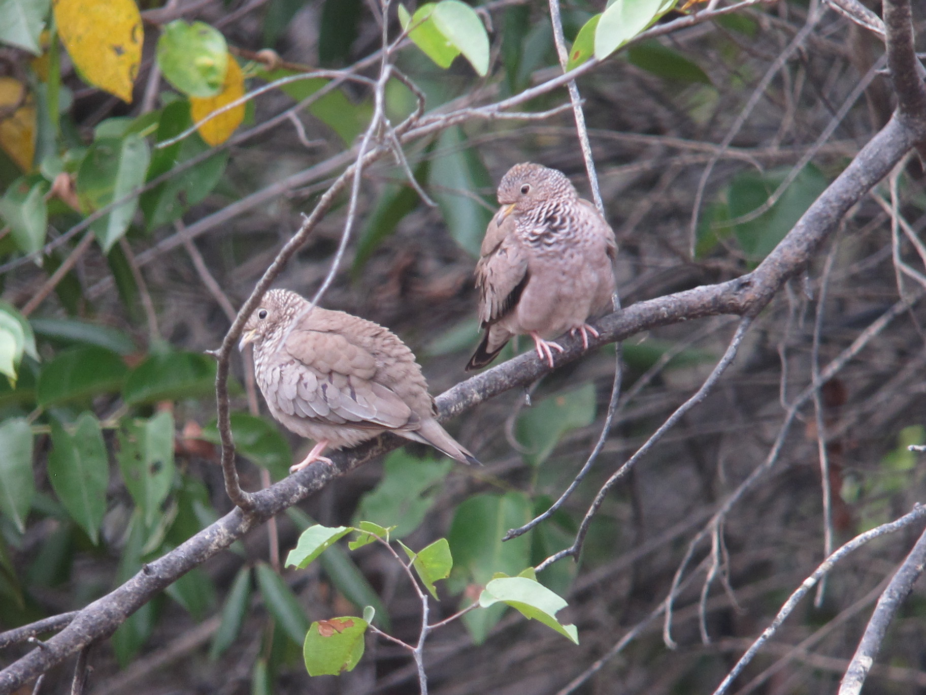 Common Ground Dove (Columbina passerina)