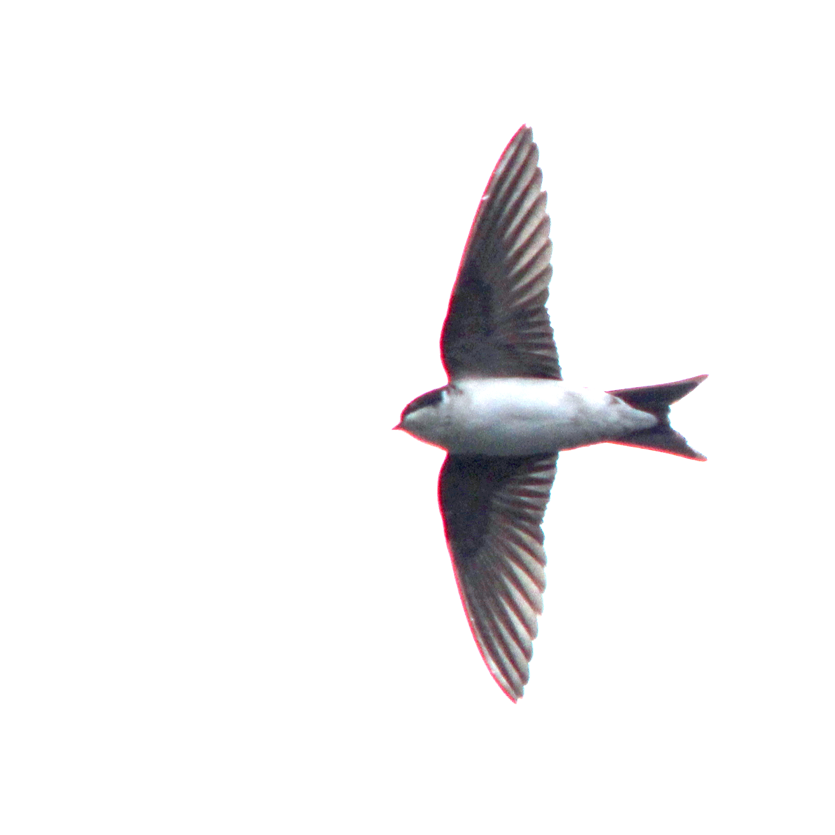 Common House Martin (Acridotheres tristis)
