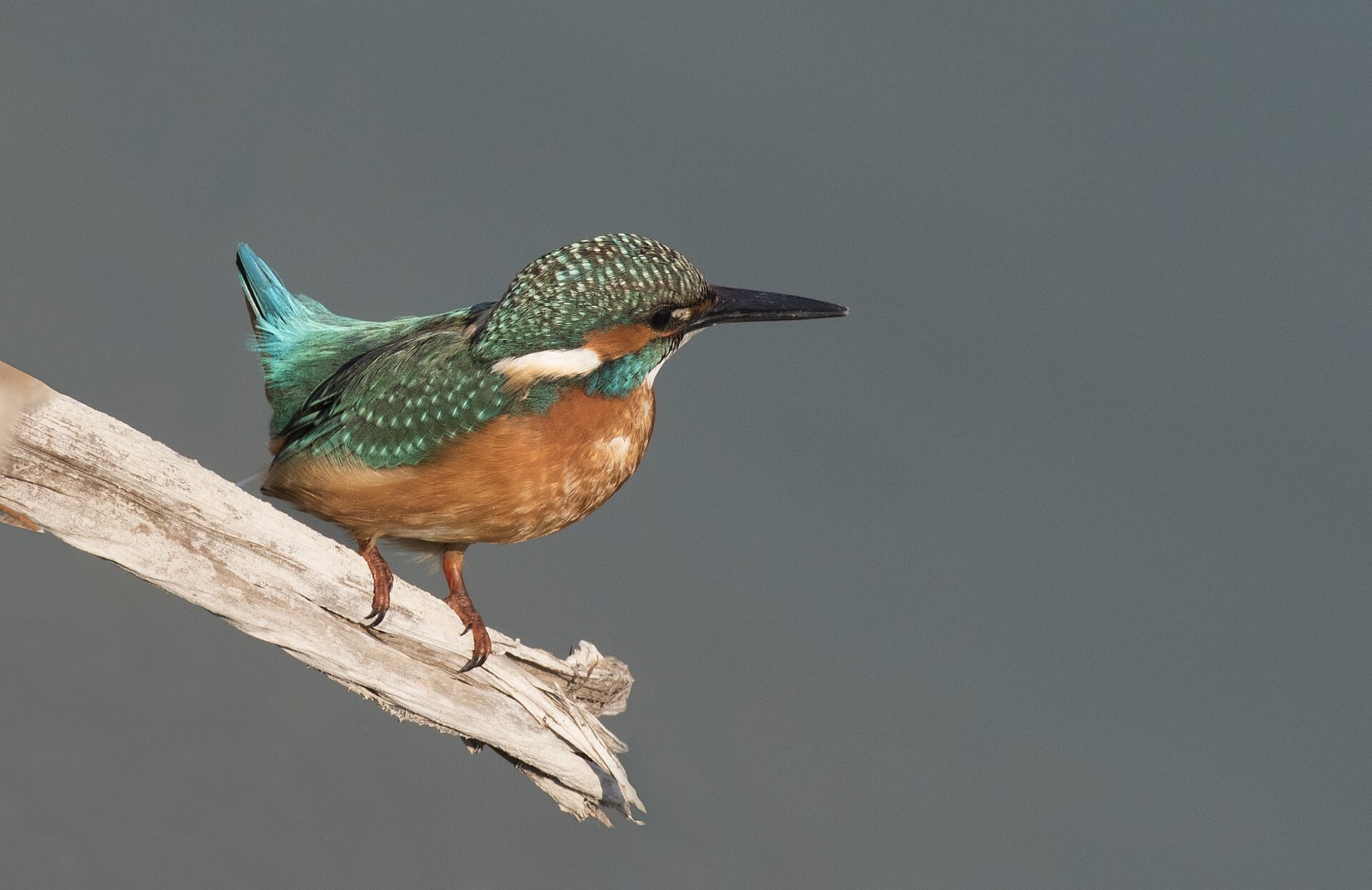 Common Kingfisher (Alcedo atthis)