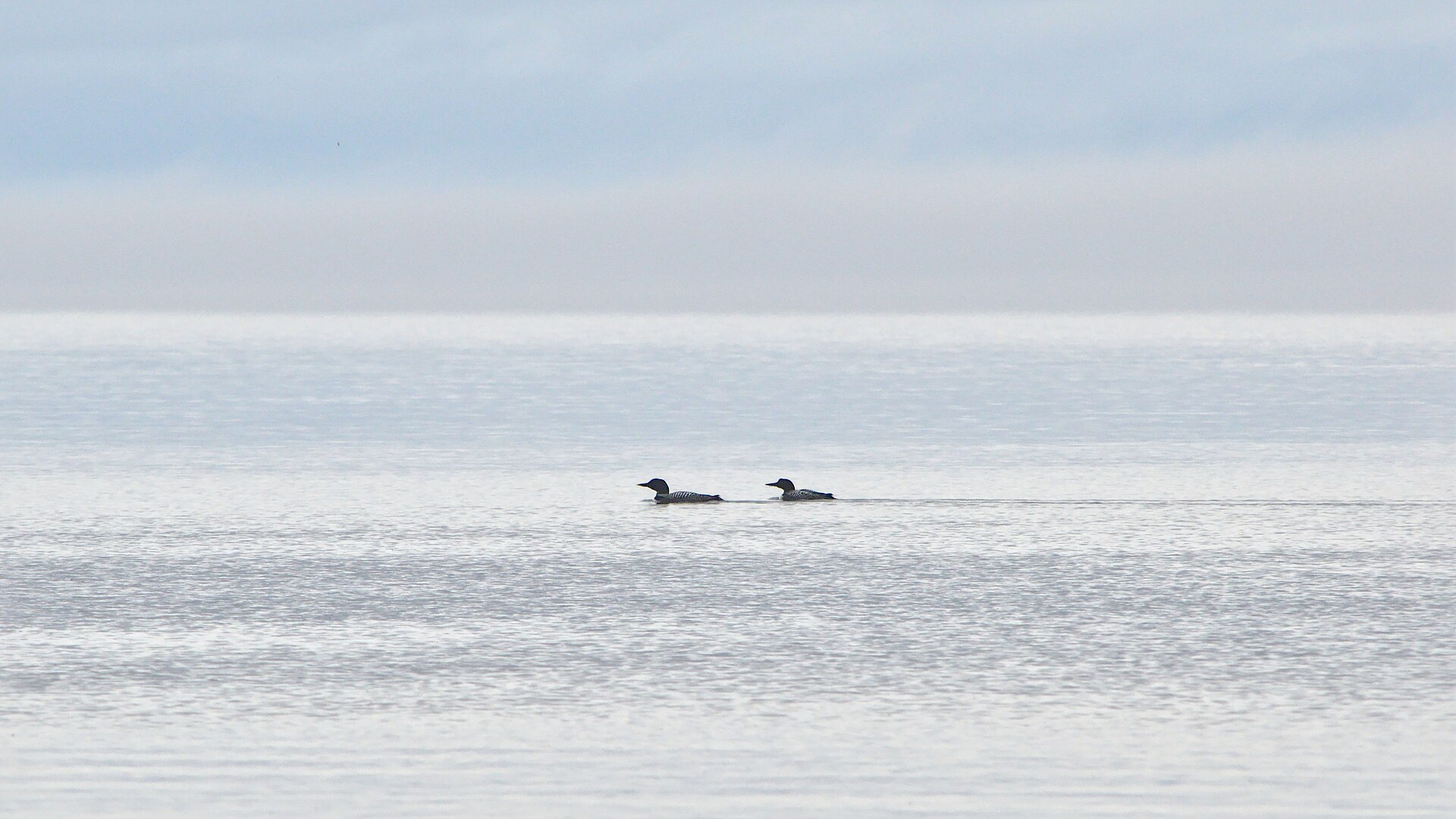 Common Loon Observation ()