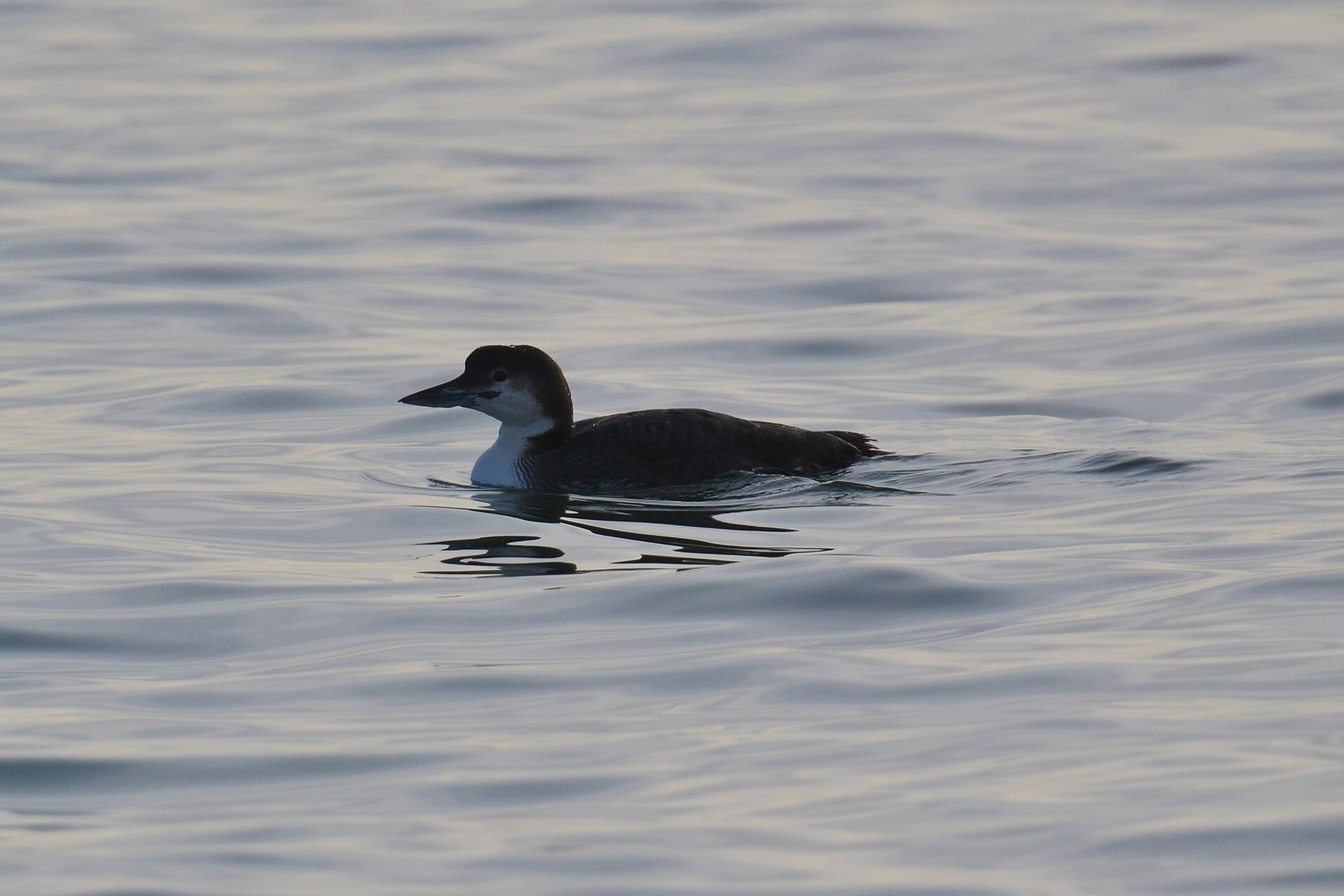 Common Loon Common Loon (Gavia immer)