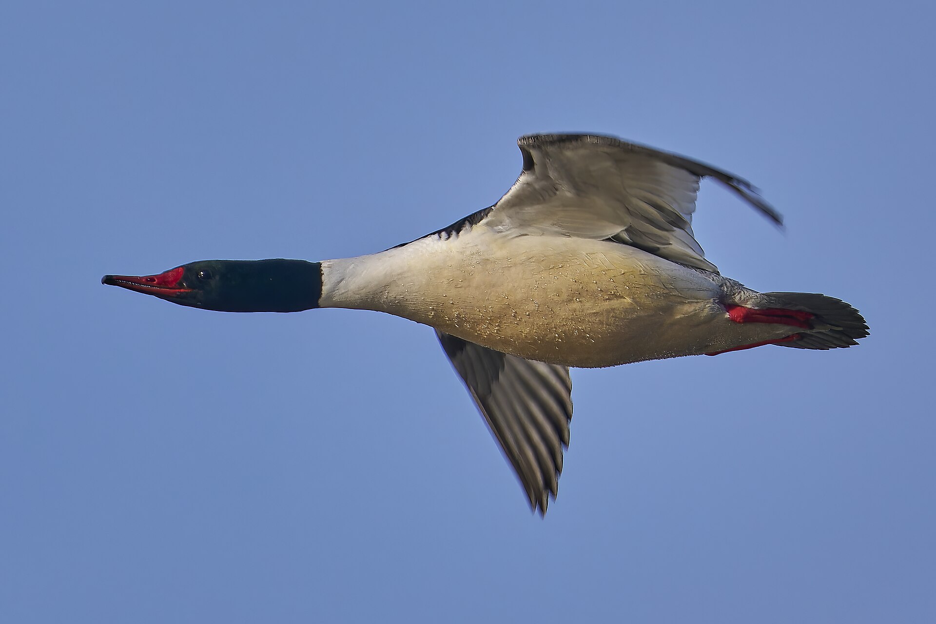 Common Merganser (Mergus merganser)