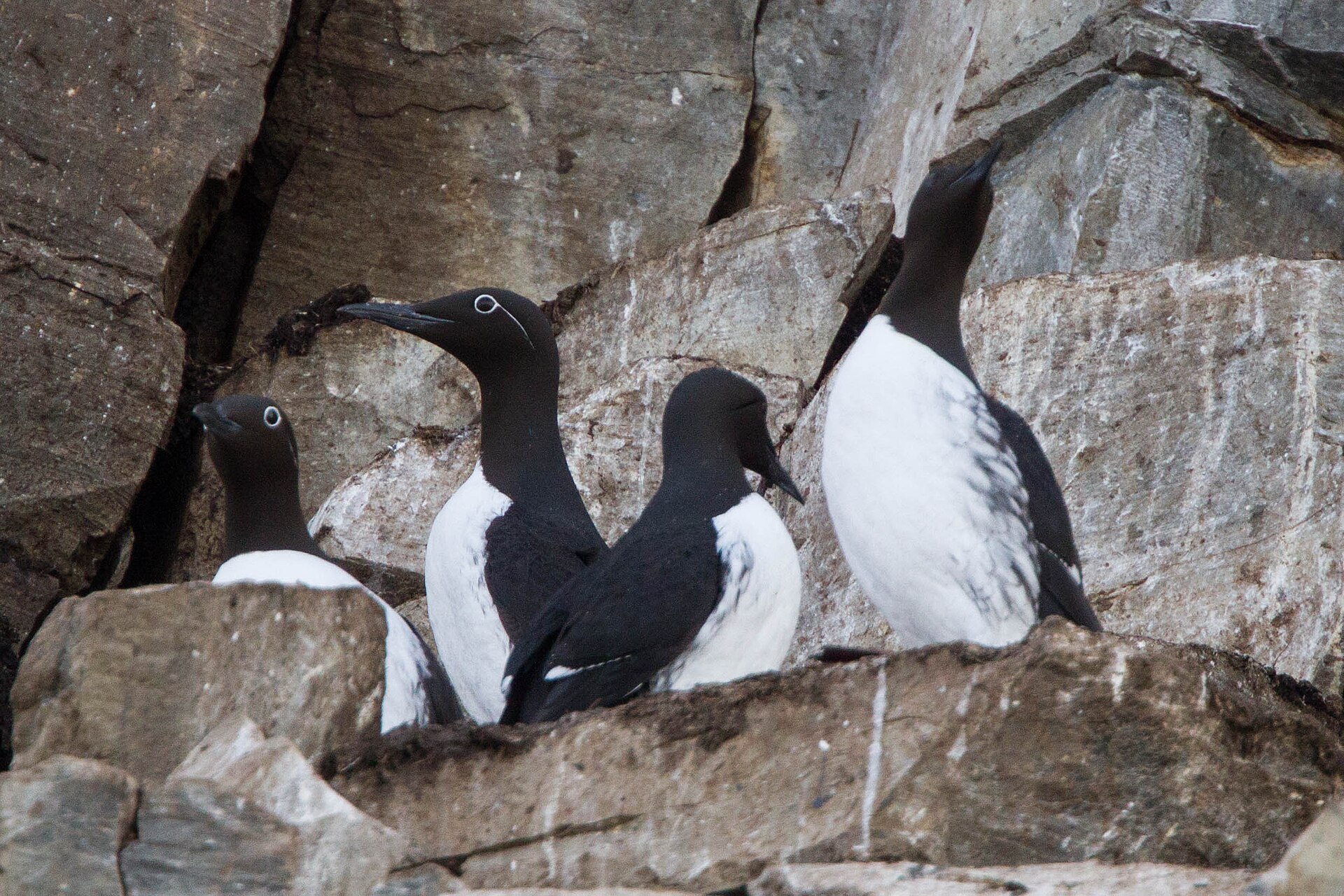 Common Murre (Uria aalge)