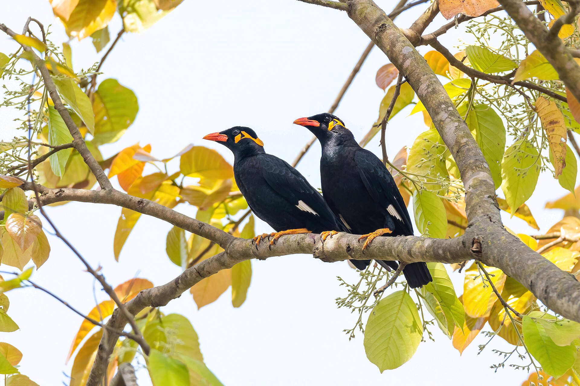 Common Myna (Acridotheres tristis)