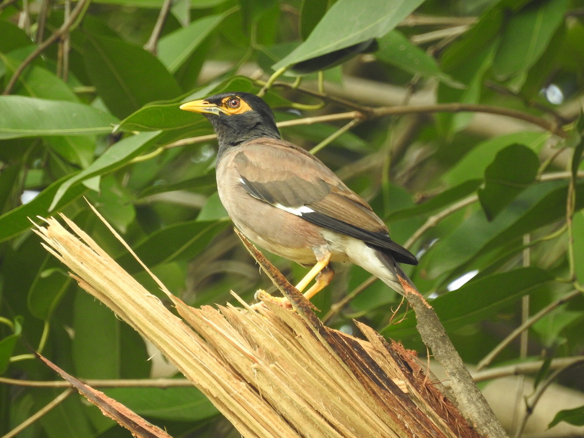 Common Mynah (Acridotheres tristis)